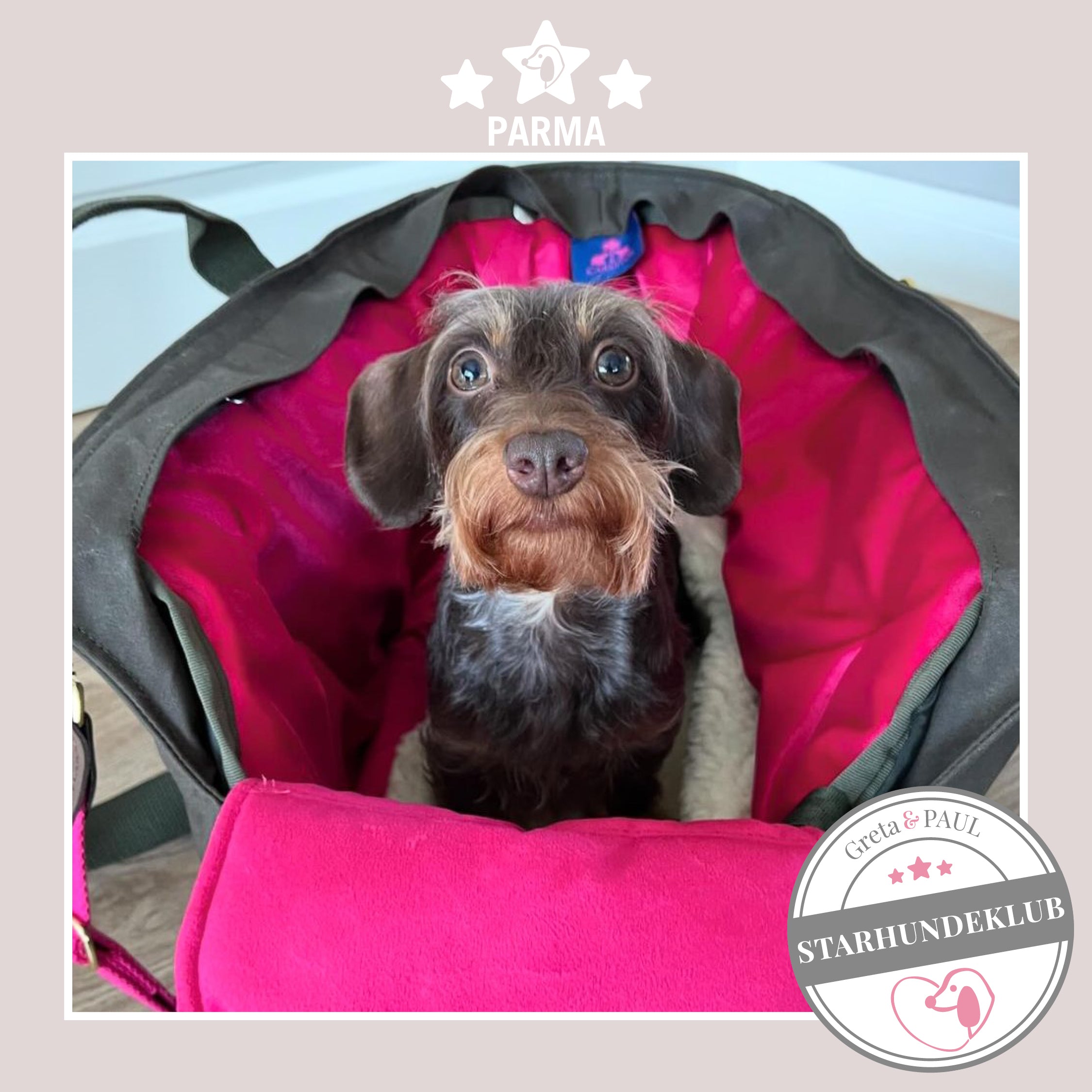 Starhundeklub-Mitglied Parma sitzt in ihrer gemütlichen, handgefertigten Canvas-Hundetasche von Greta & PAUL.