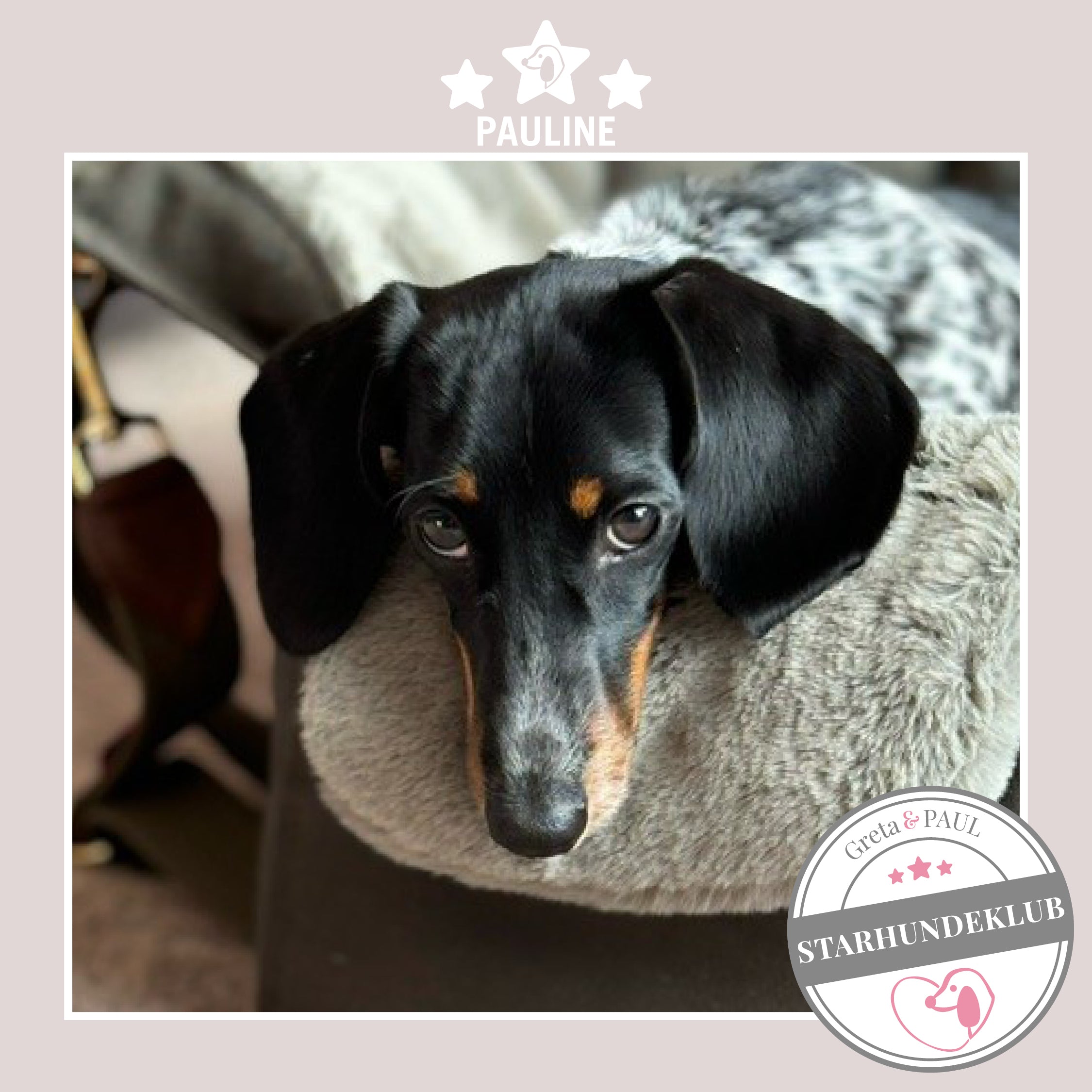 Starhundeklub-Mitglied Pauline guckt aus ihrer gemütlichen, handgefertigten Canvas-Hundetasche von Greta & PAUL.