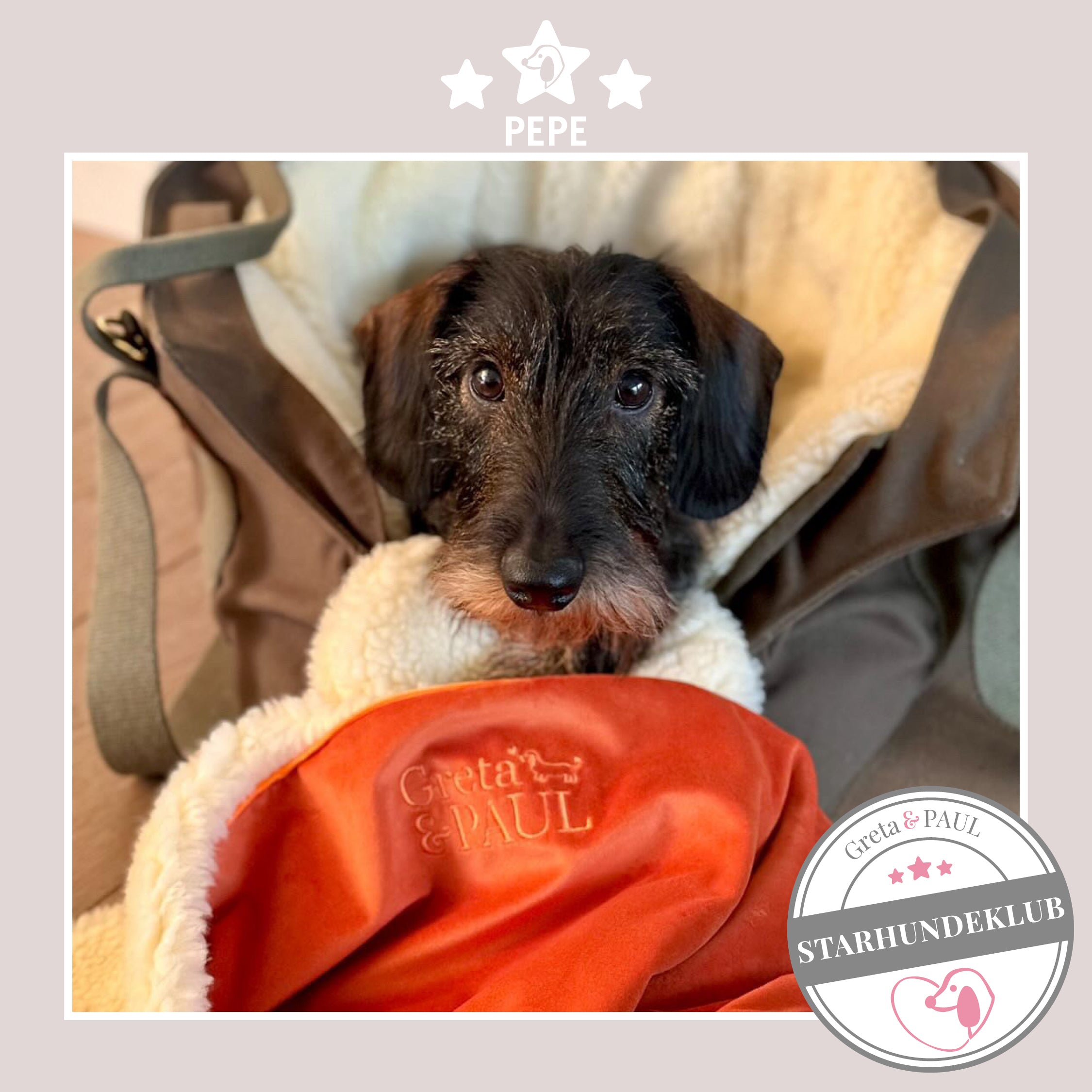 Starhundeklub-Mitglied Pepe sitzt in seiner gemütlichen, handgefertigten Canvas-Hundetasche von Greta & PAUL.