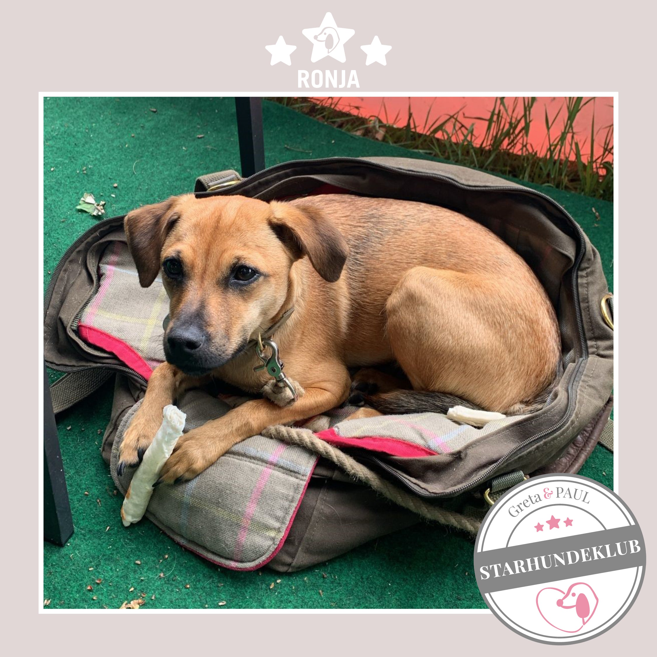 Starhundeklub-Mitglied Ronja liegt in ihrer gemütlichen, handgefertigten Canvas-Hundetasche von Greta & PAUL.