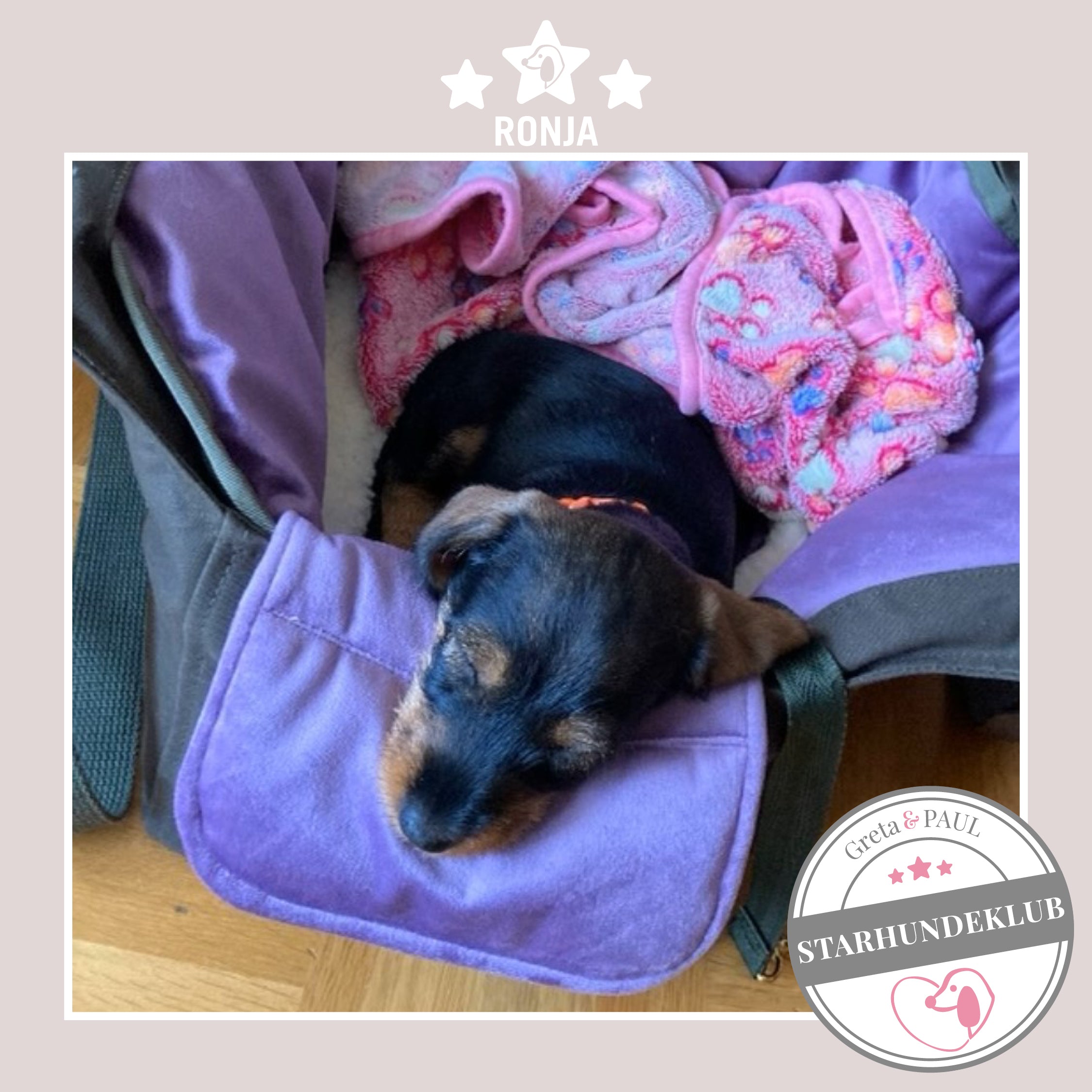 Starhundeklub-Mitglied Ronja liegt in ihrer gemütlichen, handgefertigten Canvas-Hundetasche von Greta & PAUL.