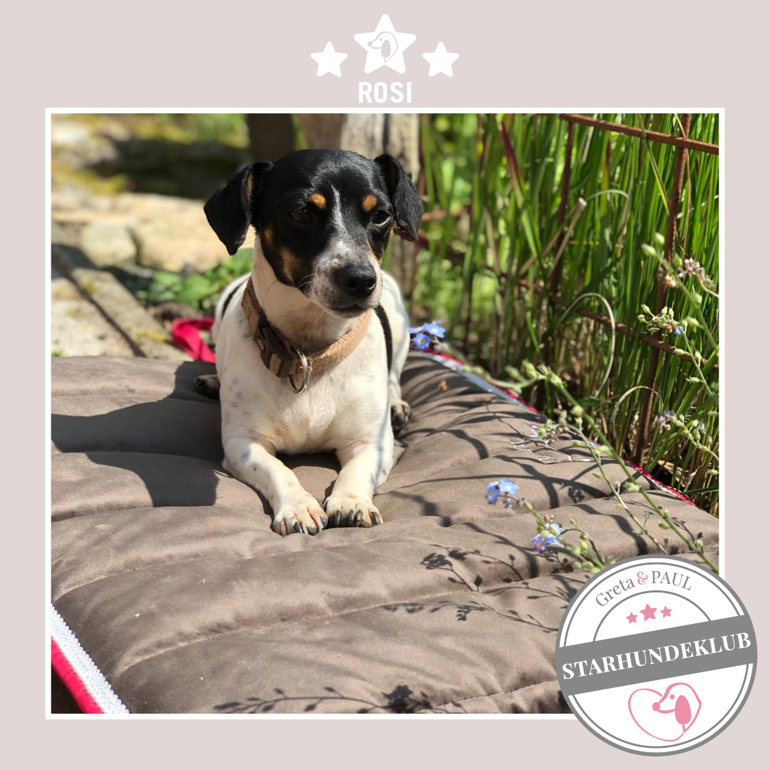Starhundeklub-Mitglied Rosi liegt auf dem Hundepad von Greta & PAUL.
