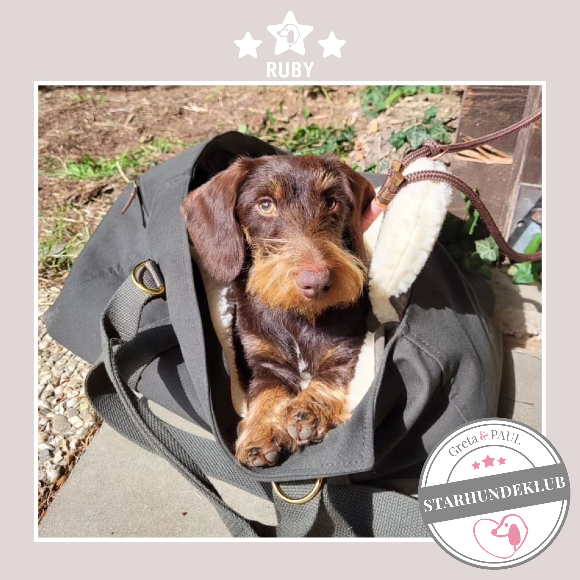 Starhundeklub-Mitglied Ruby guckt aus ihrer gemütlichen, handgefertigten Canvas-Hundetasche von Greta & PAUL.