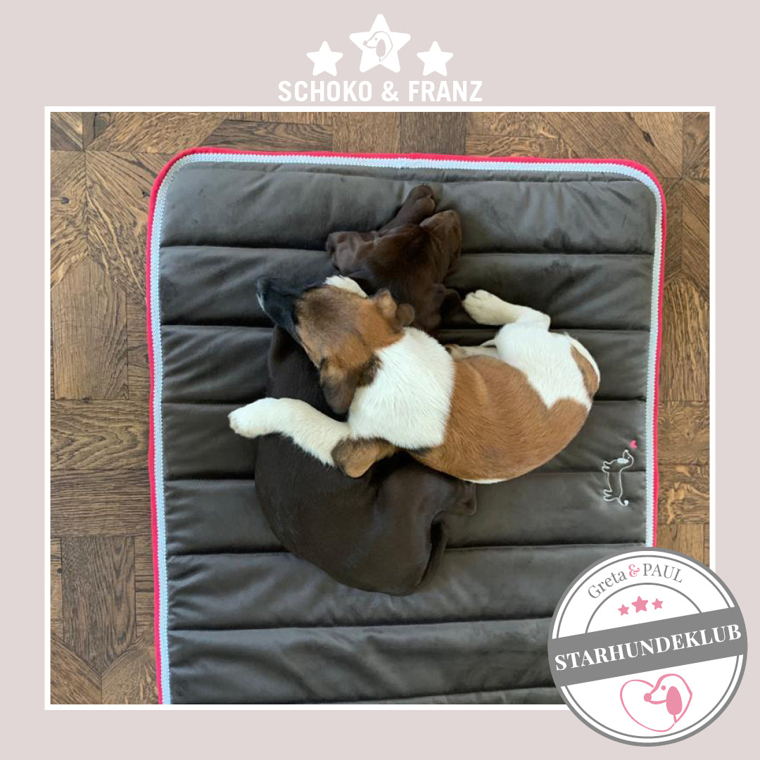 Starhundeklub-Mitglied Schoko und Franz liegen auf dem anthrazitfarbenem Hundepad von Greta & PAUL.