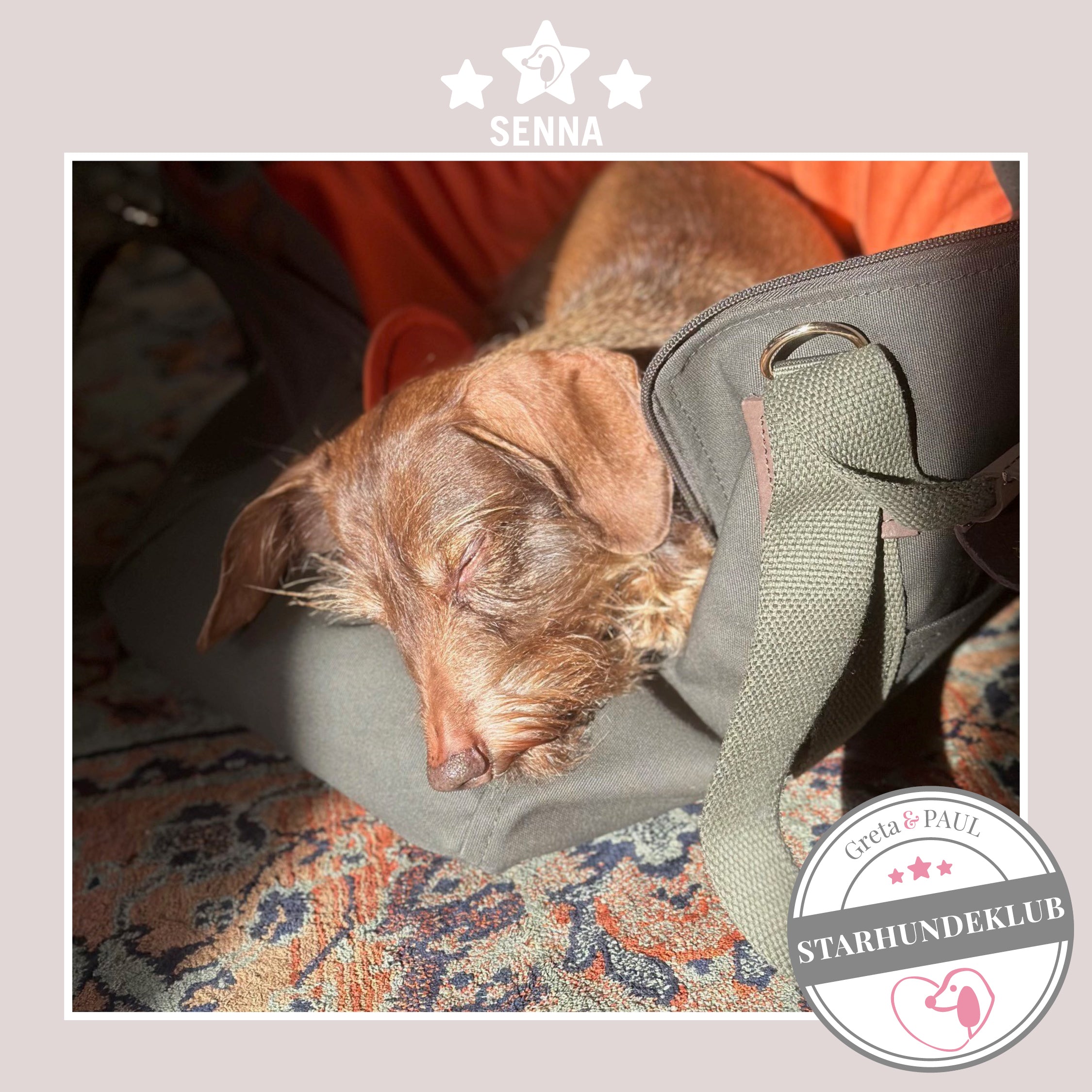 Starhundeklub-Mitglied Senna liegt in seiner gemütlichen, handgefertigten Canvas-Hundetasche von Greta & PAUL.