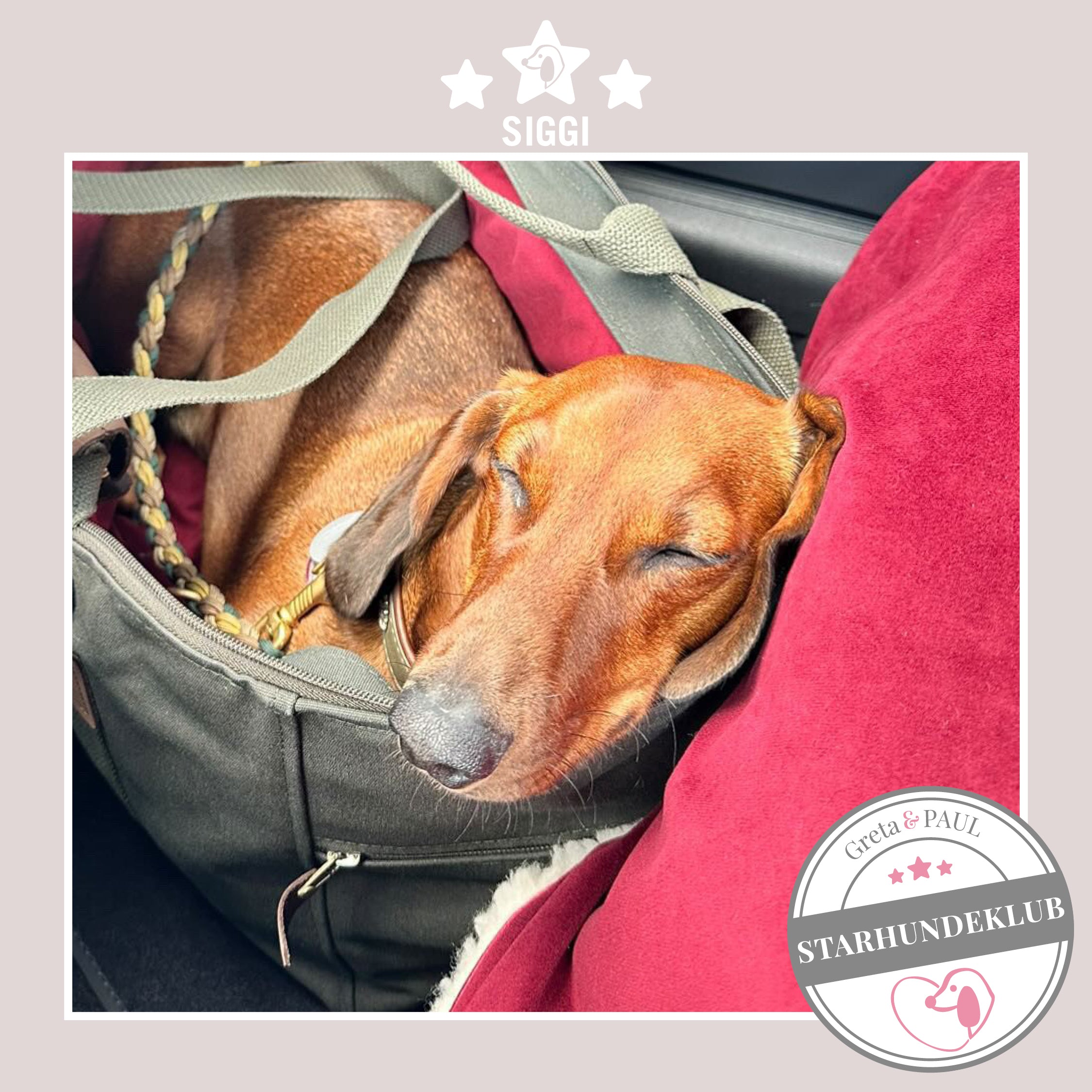 Starhundeklub-Mitglied Siggi liegt in seiner gemütlichen, handgefertigten Canvas-Hundetasche von Greta & PAUL.