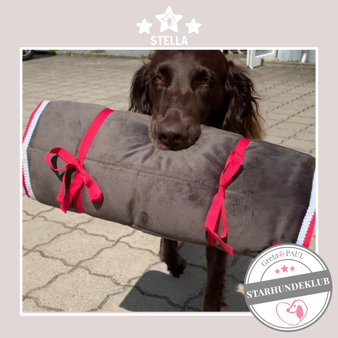 Starhundeklub-Mitglied Stella trägt ihren handlichen Hundepad von Greta & PAUL stolz im Maul.