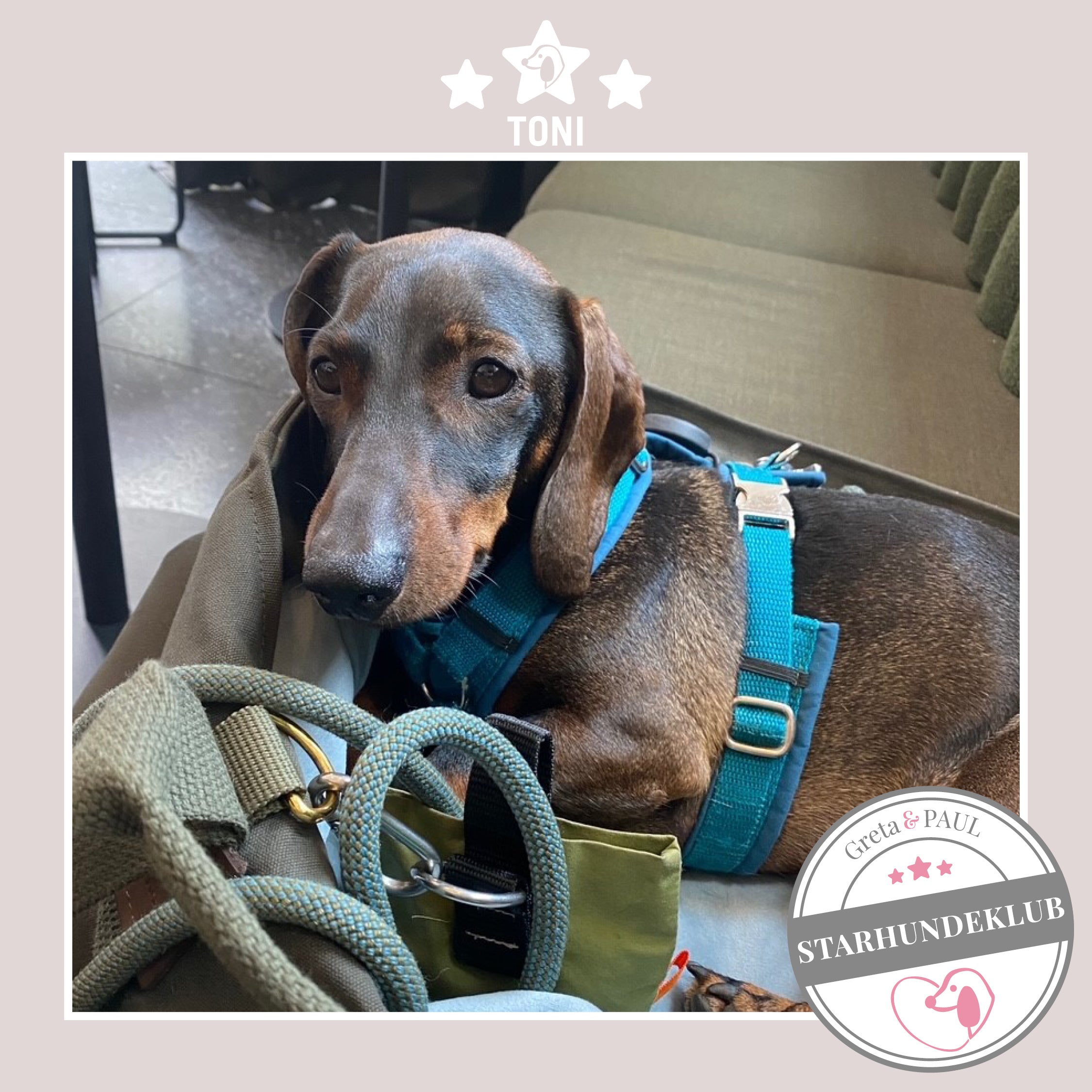 Starhundeklub-Mitglied Miss Tony sitzt in seiner gemütlichen, handgefertigten Canvas-Hundetasche von Greta & PAUL.