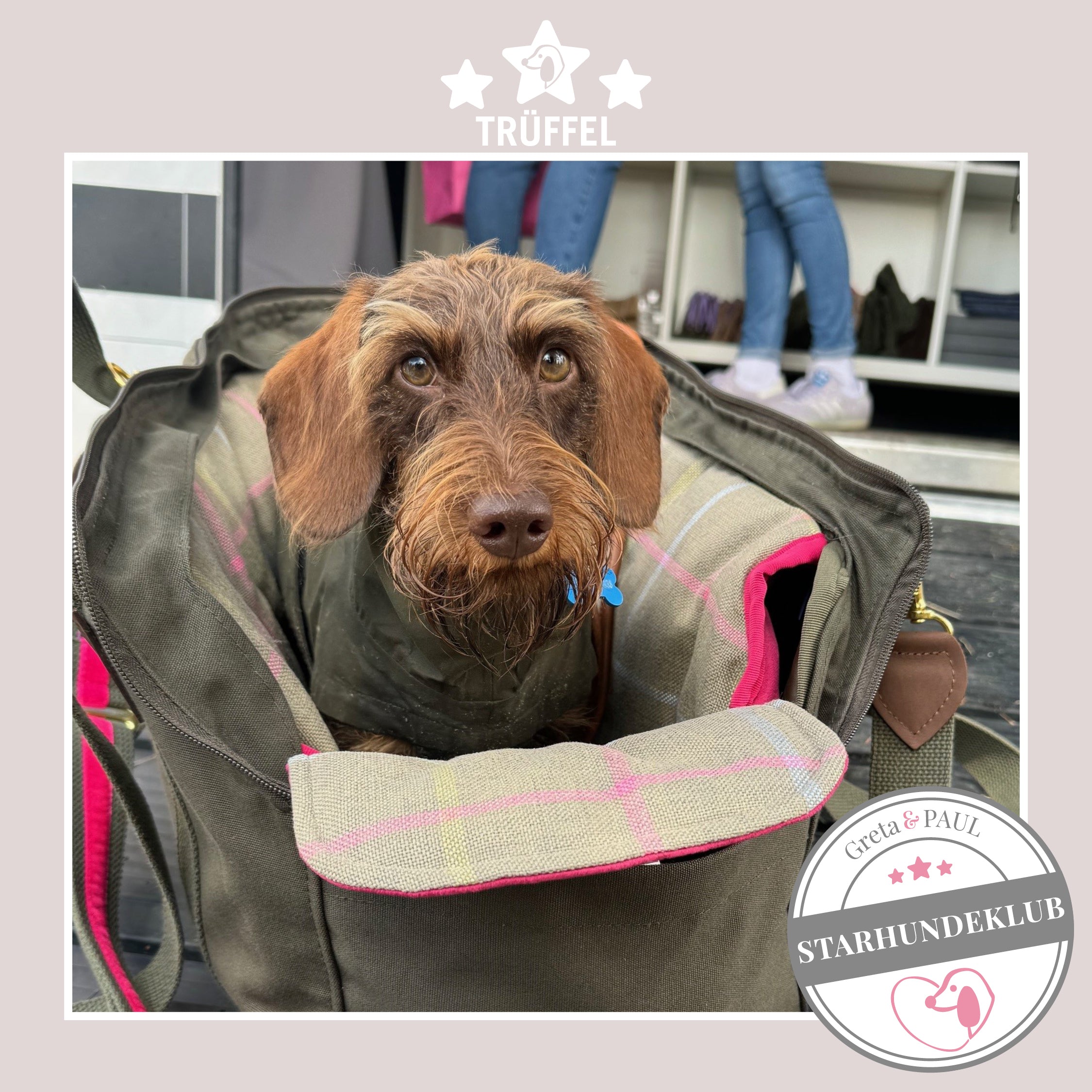 Starhundeklub-Mitglied Trüffel sitzt in seiner gemütlichen, handgefertigten Canvas-Hundetasche von Greta & PAUL.