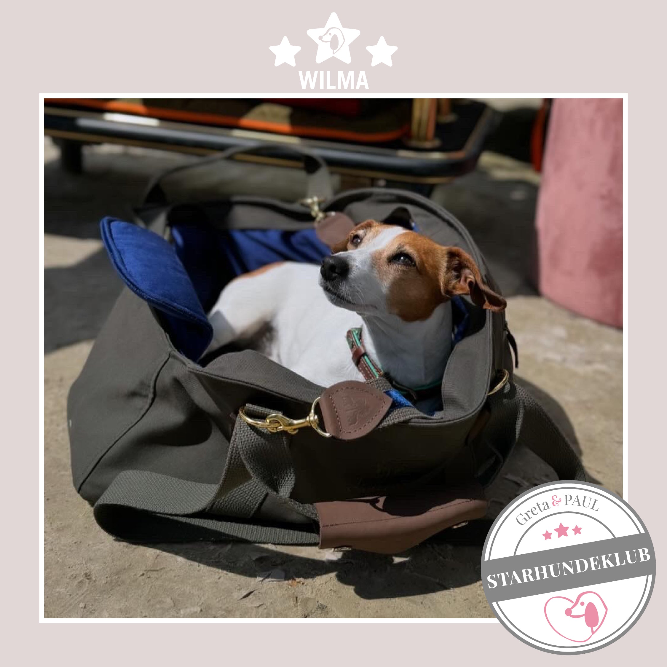 Starhundeklub-Mitglied Wilma liegt in ihrer gemütlichen, handgefertigten Canvas-Hundetasche von Greta & PAUL.