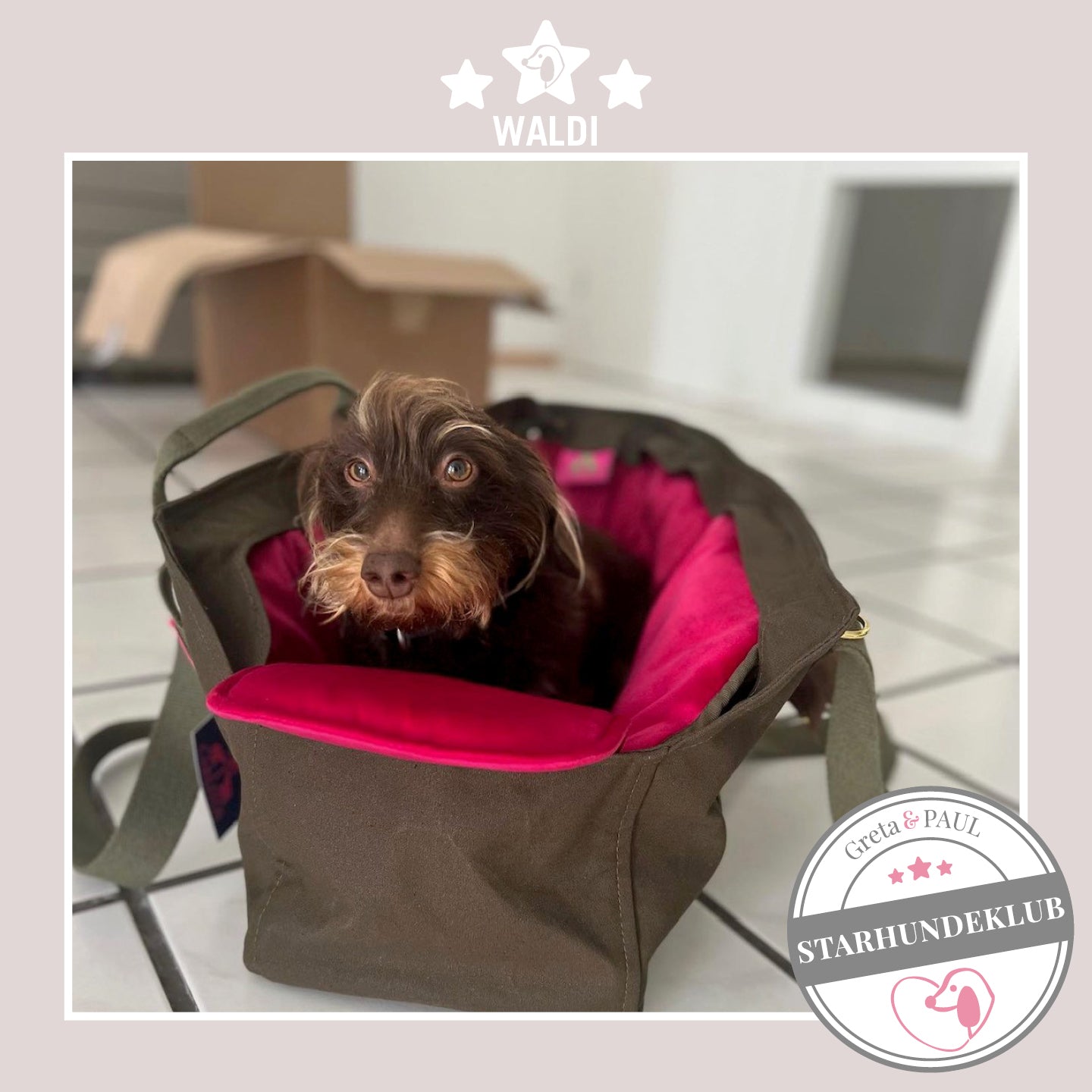Starhundeklub-Mitglied Waldi sitzt in seiner gemütlichen, handgefertigten Canvas-Hundetasche von Greta & PAUL.