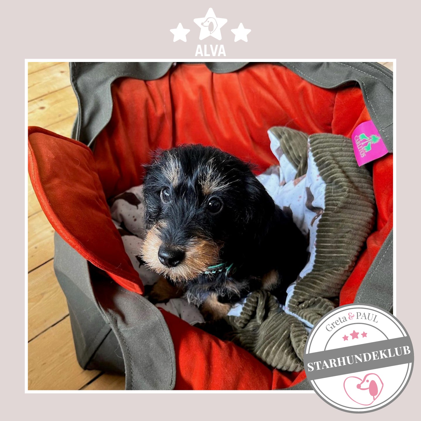 Starhundeklub-Mitglied Alva sitzt in ihrer gemütlichen, handgefertigten Canvas-Hundetasche von Greta & PAUL.