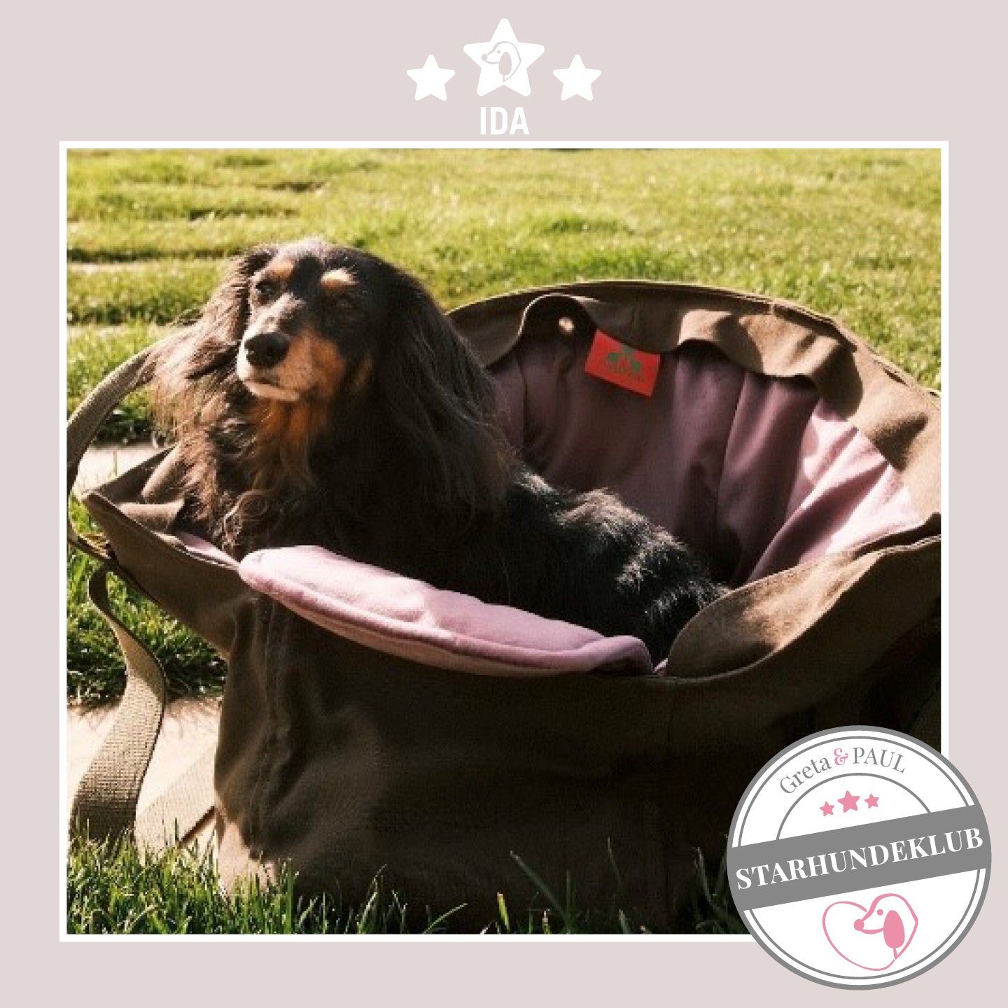 Starhundeklub-Mitglied Ida guckt aus ihrer gemütlichen, handgefertigten Canvas-Hundetasche von Greta & PAUL.