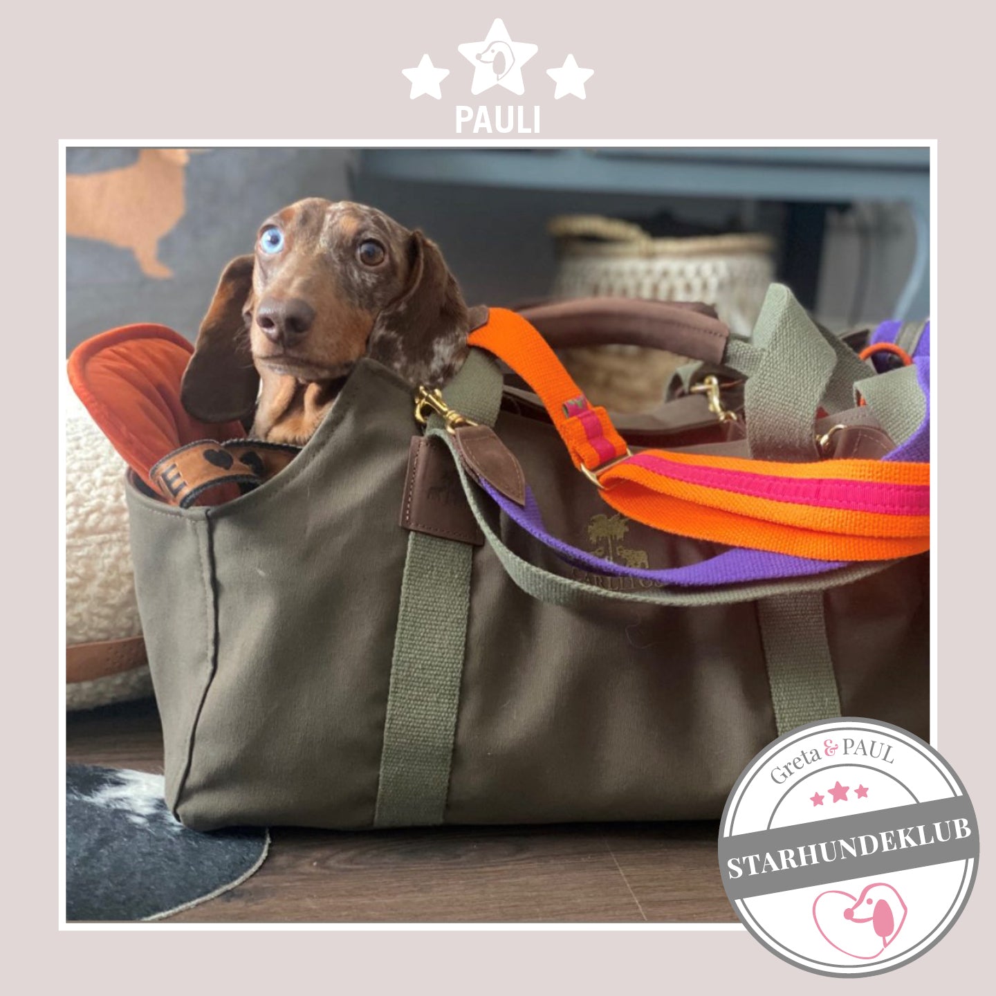 Starhundeklub-Mitglied Pauli liegt in seiner gemütlichen, handgefertigten Canvas-Hundetasche von Greta & PAUL.