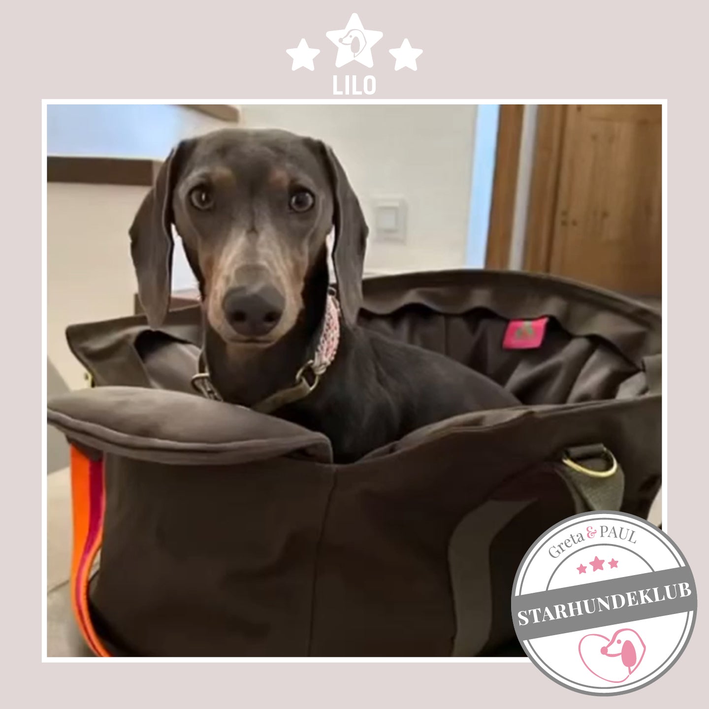 Starhundeklub-Mitglied Lilo guckt aus seiner gemütlichen Canvas-Hundetasche von Greta & PAUL.