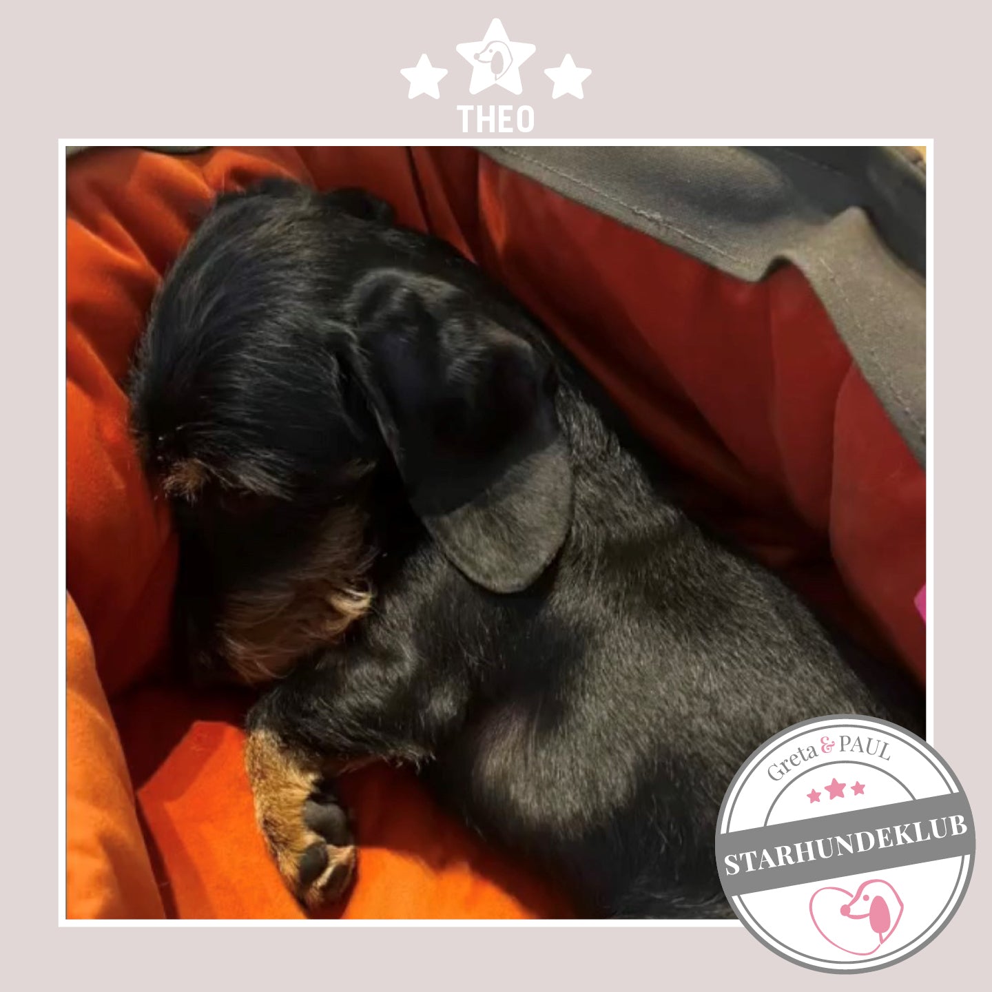 Starhundeklub-Mitglied Theo liegt in seiner gemütlichen, handgefertigten Canvas-Hundetasche von Greta & PAUL.