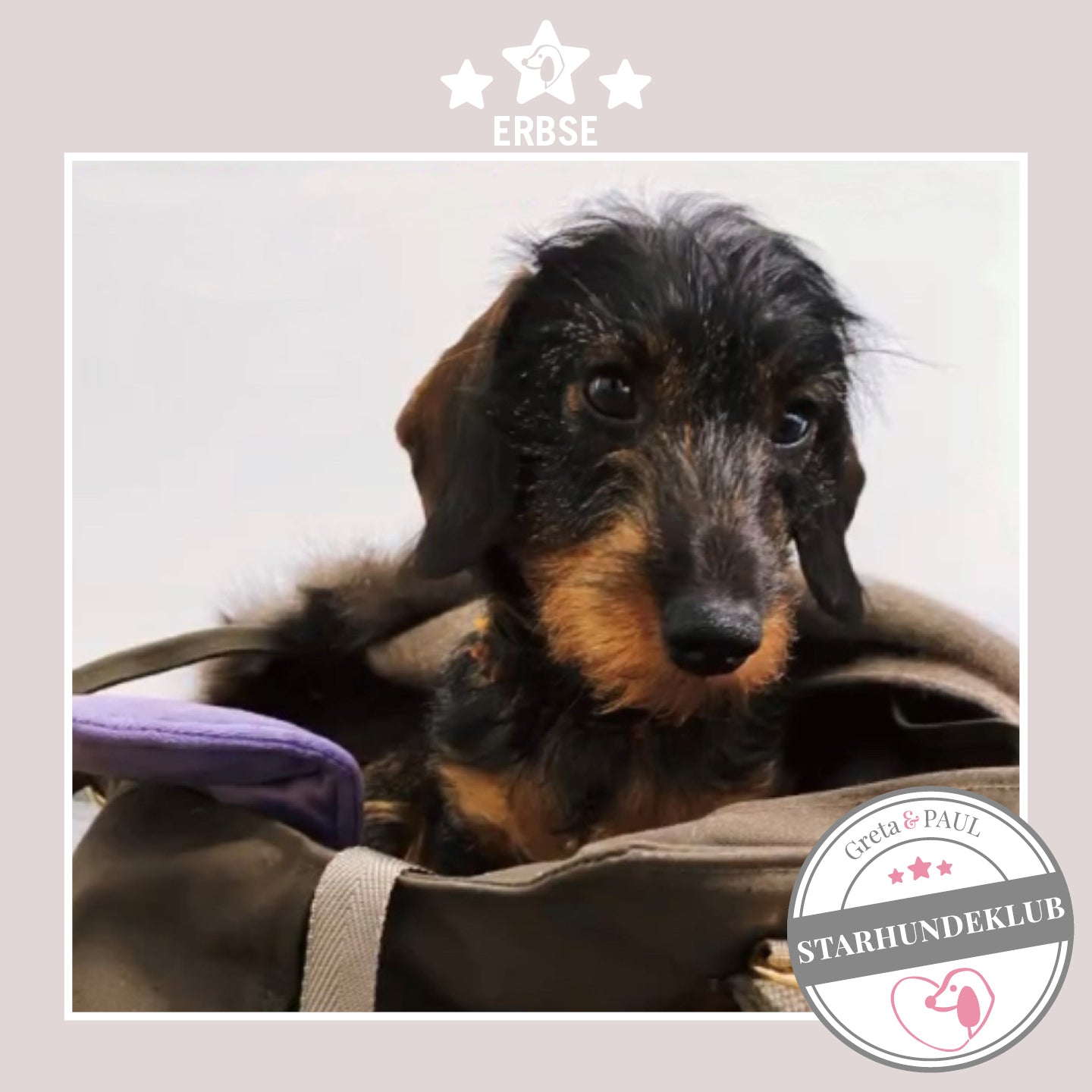 Starhundeklub-Mitglied Erbse liegt in ihrer gemütlichen, handgefertigten Canvas-Hundetasche von Greta & PAUL.