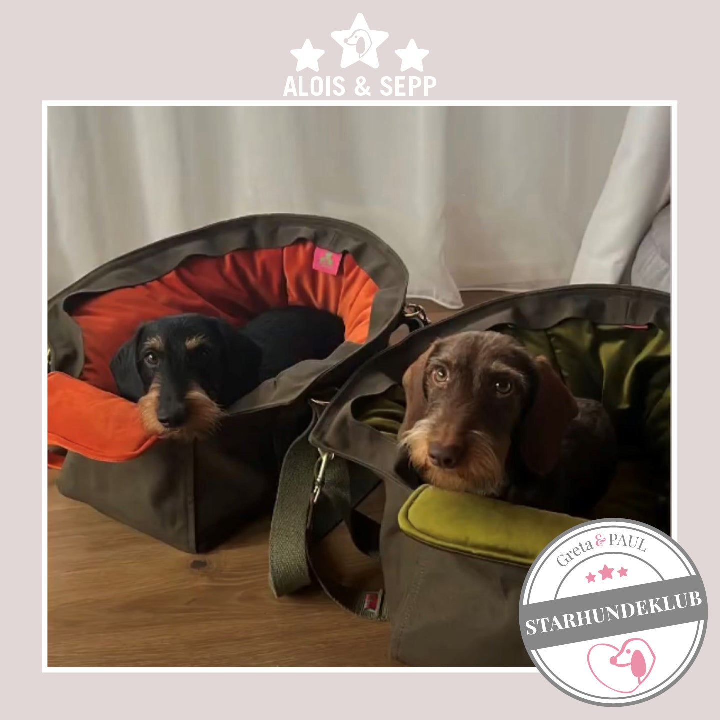 Starhundeklub-Mitglied Alois und Sepp liegen in ihren gemütlichen, handgefertigten Canvas-Hundetaschen von Greta & PAUL.