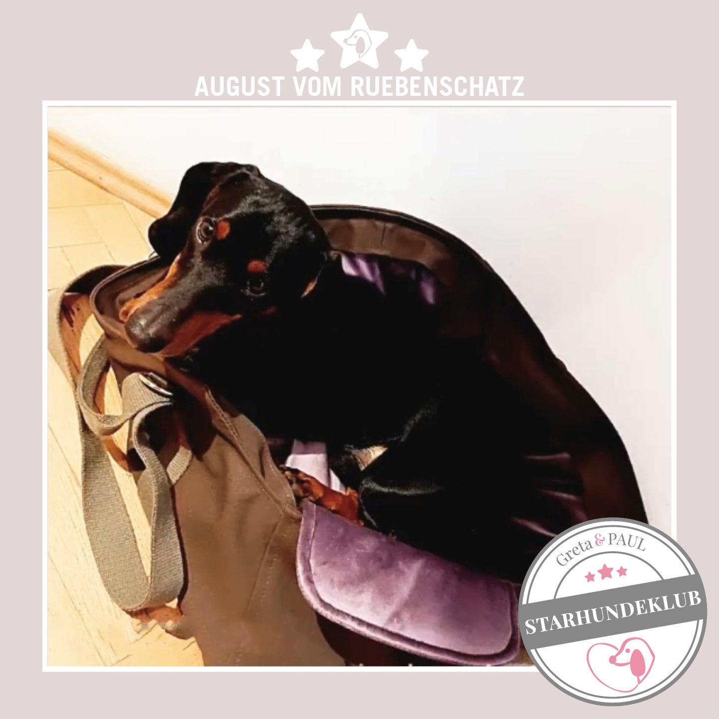 Starhundeklub-Mitglied August vom Rübenschatz liegt in seiner gemütlichen, handgefertigten Canvas-Hundetasche von Greta & PAUL.