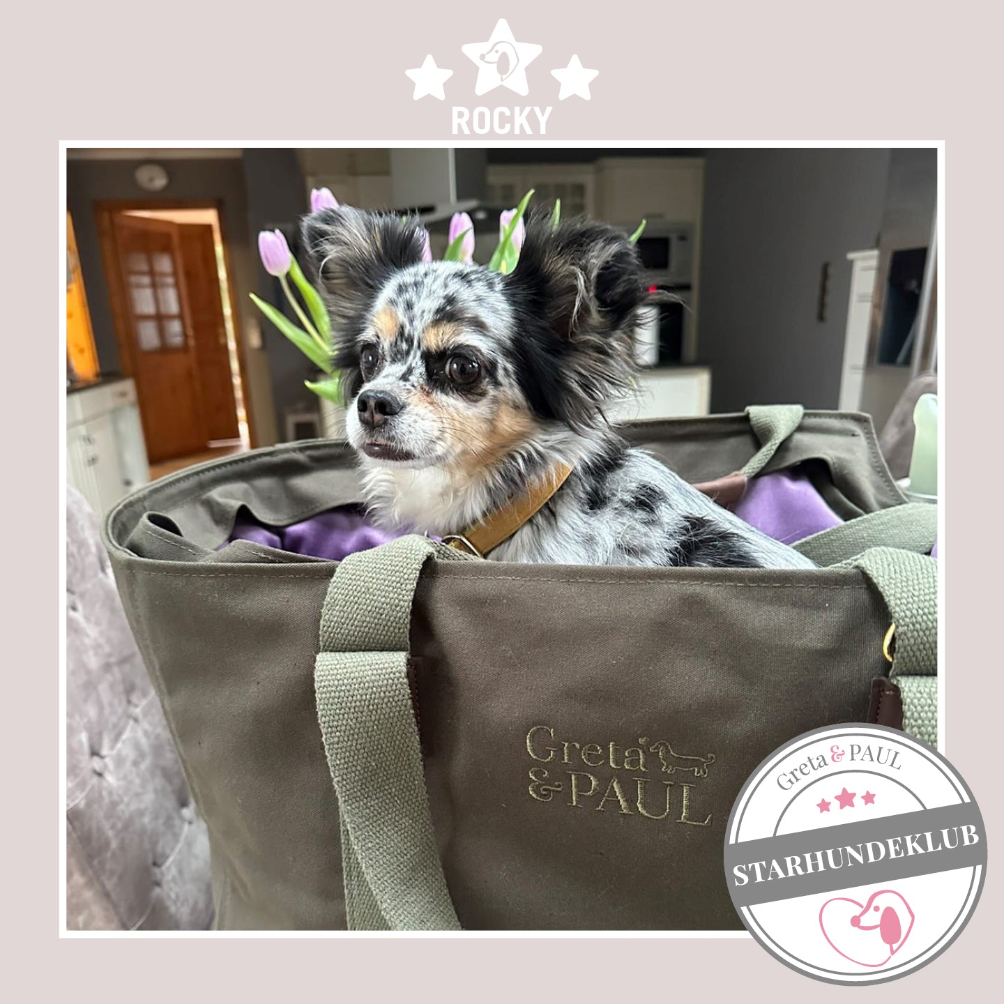 Starhundeklub-Mitglied Rocky sitzt in seiner gemütlichen, handgefertigten Canvas-Hundetasche von Greta & PAUL.