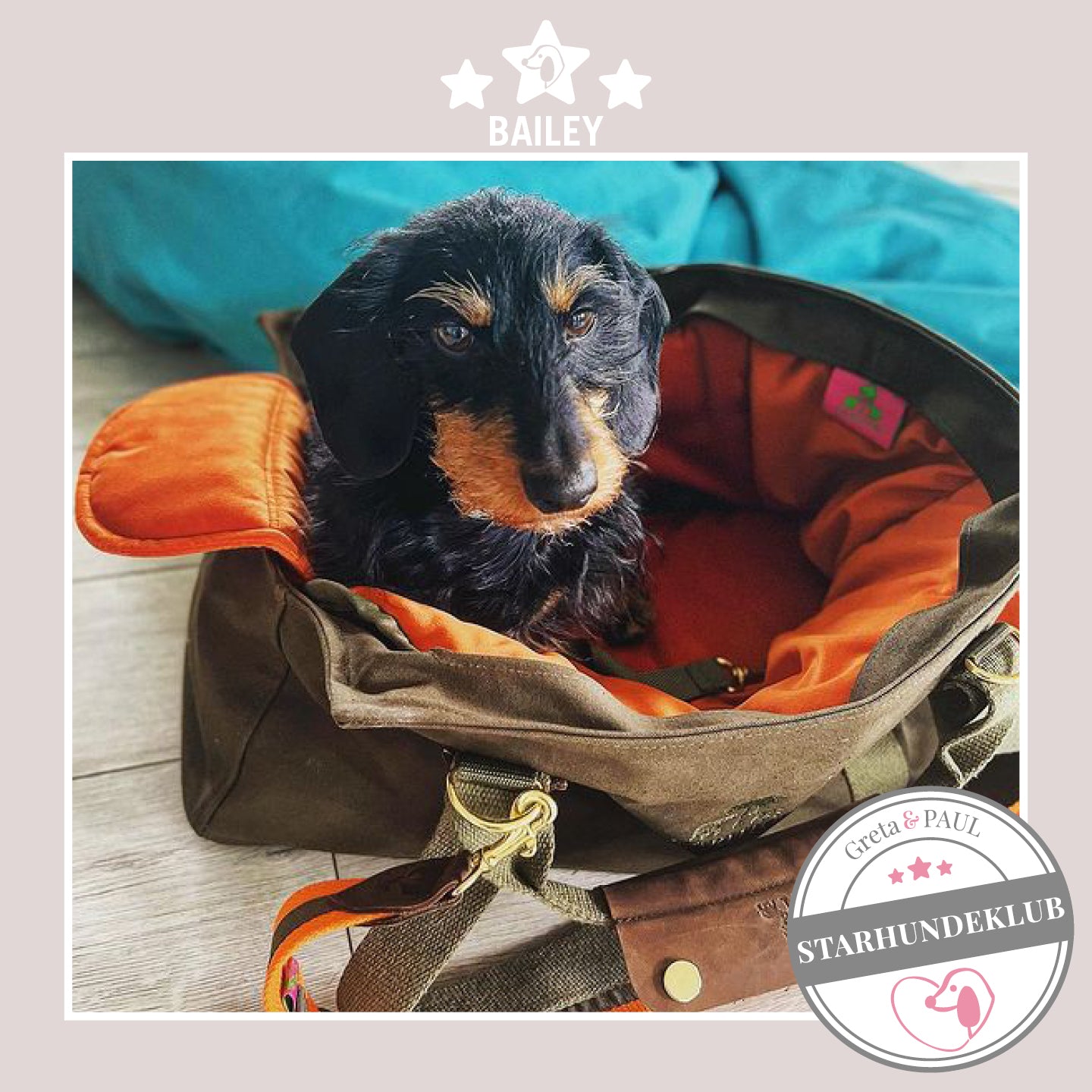 Starhundeklub-Mitglied Bailey sitzt in ihrer gemütlichen, handgefertigten Canvas-Hundetasche von Greta & PAUL.