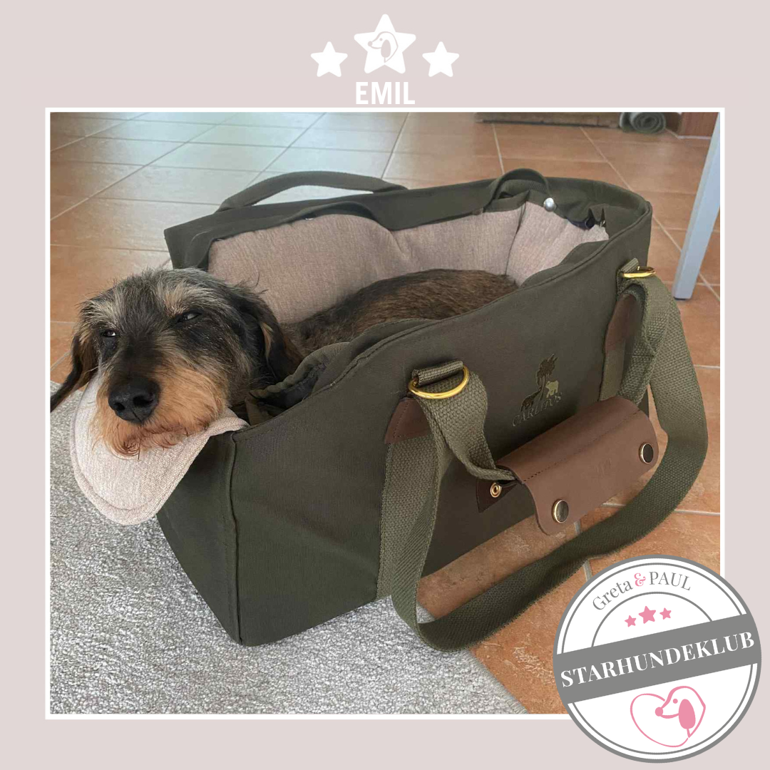 Rauhaardackel Emil liegt entspannt in der handgefertigten, khakifarbenen Hundetasche von Greta & PAUL.