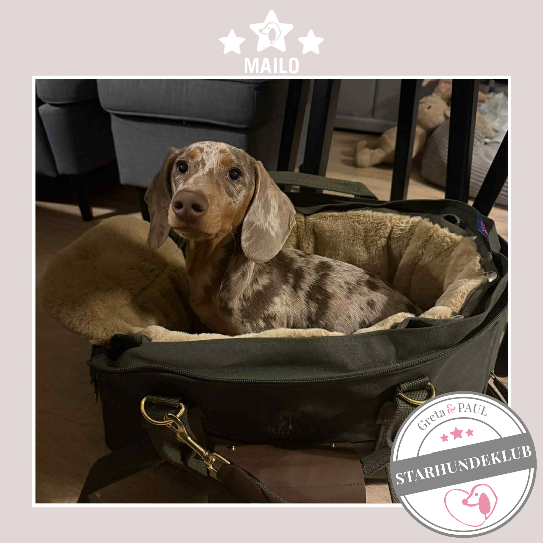 Starhundeklub-Mitglied Mailo, ein Tigerdackel, in seiner gemütlichen, handgefertigten Hundetasche von Greta & PAUL.
