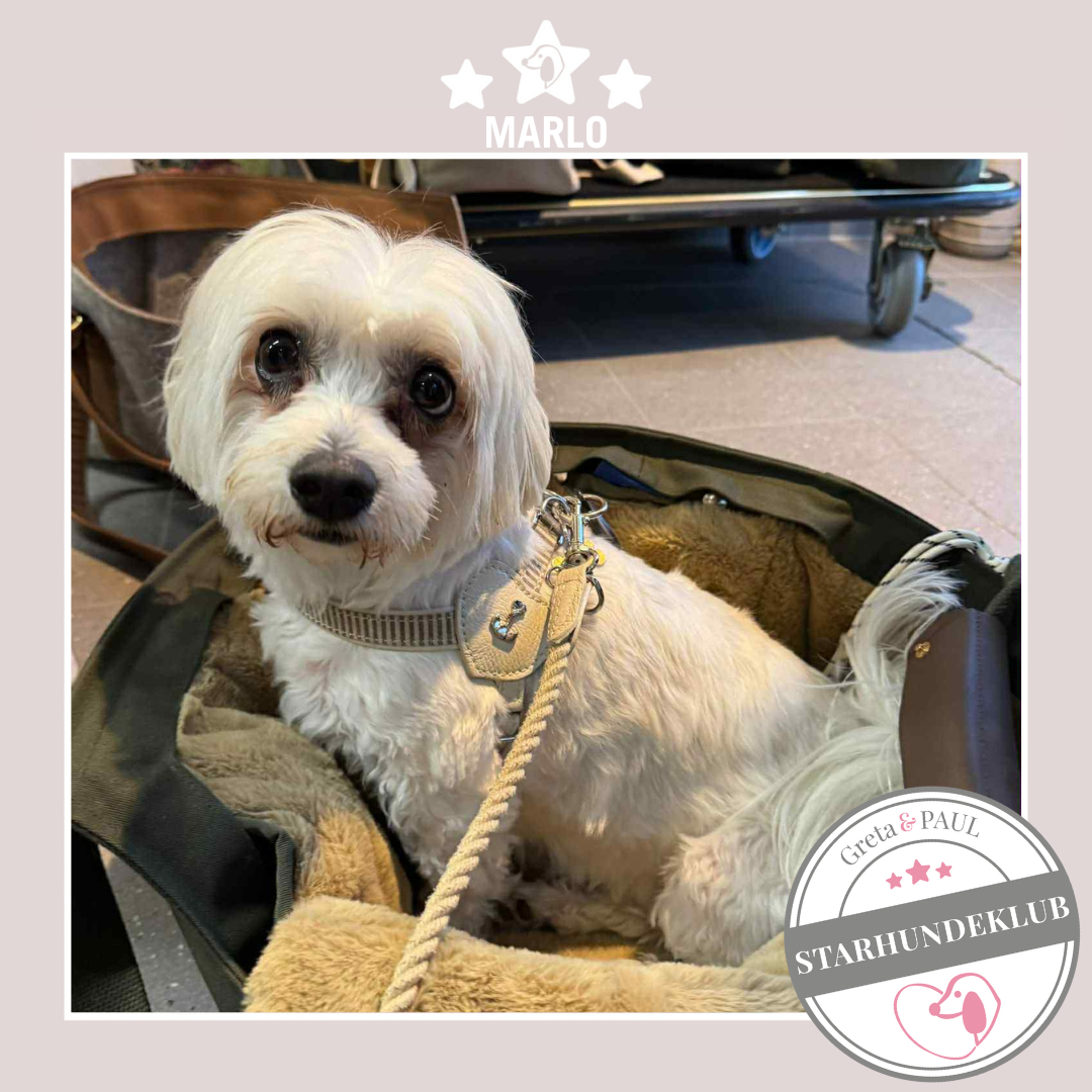 Starhundeklub-Mitglied Marlo: Ein kleiner, weißer Hund sitzt in seiner hochwertigen Greta & PAUL Hundetasche mit Kuschel-Inlay.