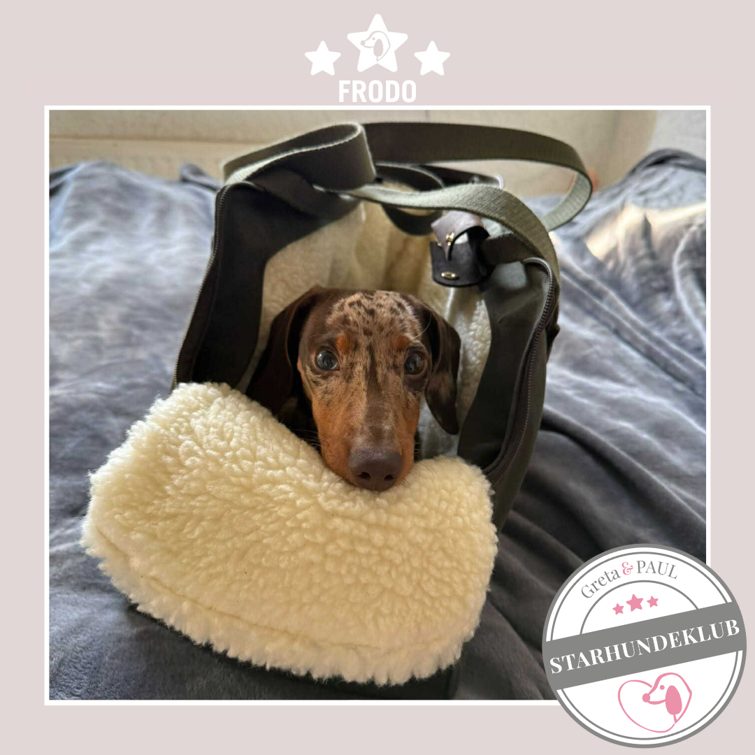 Starhundeklub-Mitglied Frodo liegt entspannt in seiner handgefertigten Greta & PAUL Hundetasche mit flauschigem Inlay.