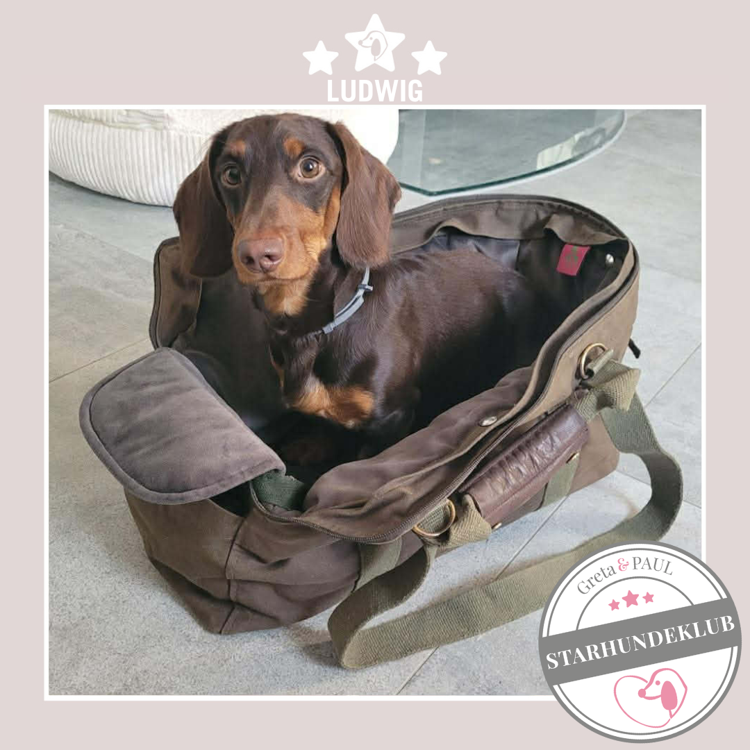 Starhundeklub-Mitglied Ludwig sitzt in seiner handgefertigten Greta & PAUL Hundetasche mit Samt-Inlay.