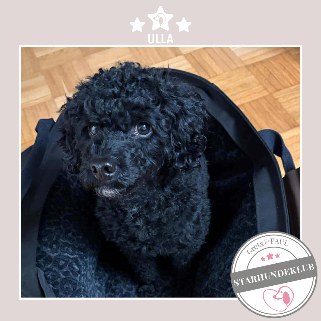 Starhundeklub-Mitglied Ulla sitzt entspannt in seiner handgefertigten Greta & PAUL All-Black Hundetasche mit Wild-Leo-Inlay.