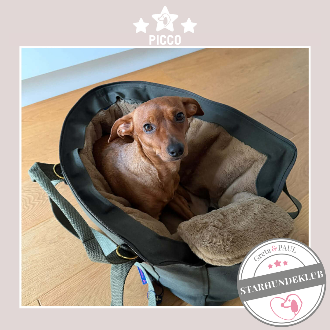 Starhundeklub-Mitglied Picco sitzt in seiner handgefertigten Greta & PAUL Hundetasche mit flauschigem Inlay.