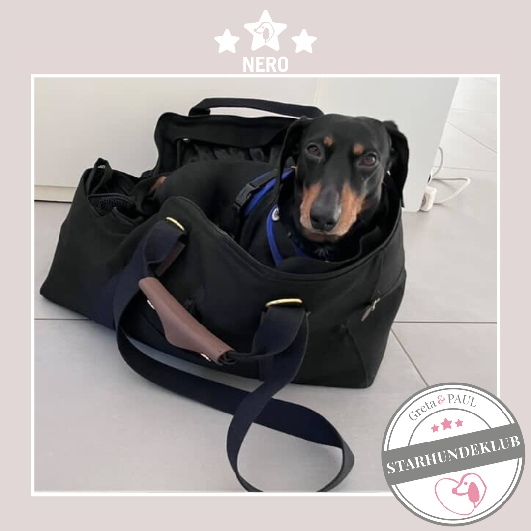 Starhundeklub-Mitglied Nero liegt in seiner handgefertigten Greta & PAUL Canva Hundetasche.