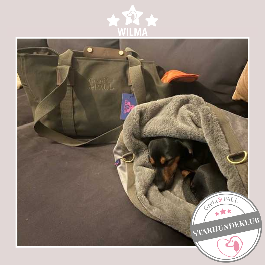 Starhundeklub-Mitglied Wilma im Gretas Flausch-Wende Säckchen. Daneben steht die khakifarbene Premium Hundetasche mit orangefarbenem Inlay.