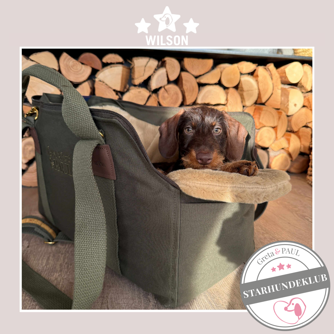 Starhundeklub-Mitglied Wilson liegt entspannt in seiner handgefertigten Greta & PAUL Hundetasche mit flauschigem Inlay.
