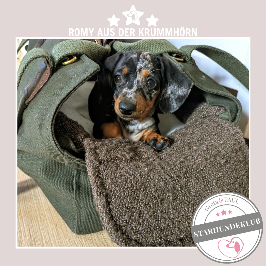 Starhundeklub-Mitglied Romy, liegt in einer gemütlichen, handgefertigten Hundetasche in Khaki von Greta & PAUL.