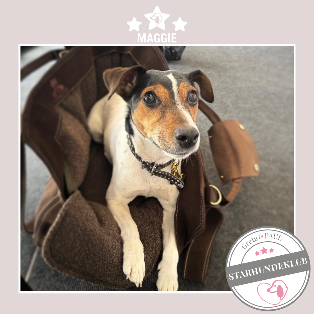 Starhundeklub-Mitglied Maggie, liegt in einer gemütlichen, handgefertigten Wildleder-Hundetasche von Greta & PAUL.