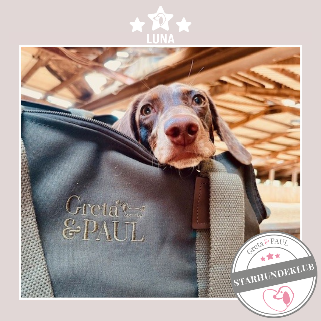 Starhundeklub-Mitglied Luna, in ihrer gemütlichen, handgefertigten Hundetasche von Greta & PAUL.
