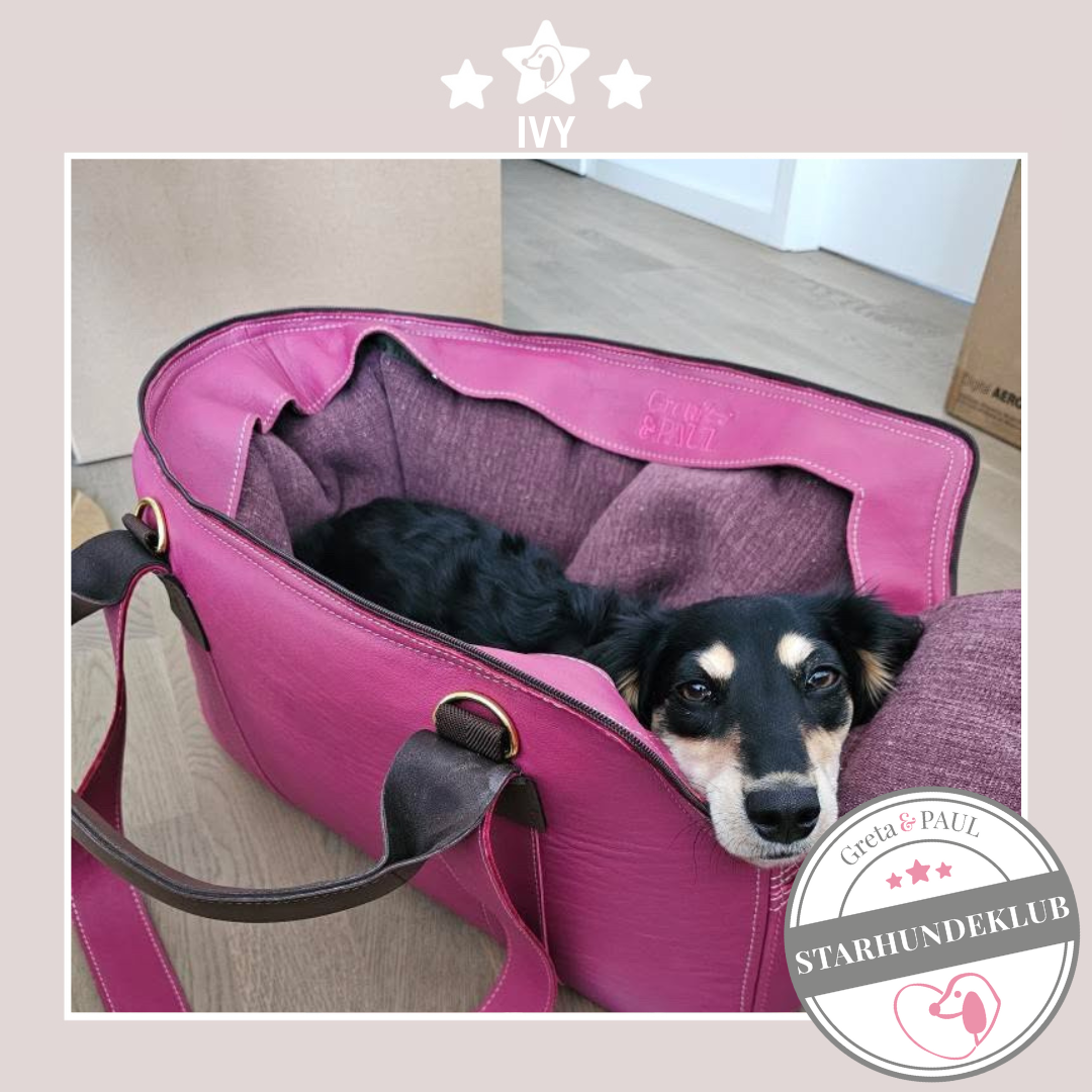 Starhundeklub-Mitglied Ivy liegt in einer gemütlichen, handgefertigten Wildleder-Hundetasche von Greta & PAUL.
