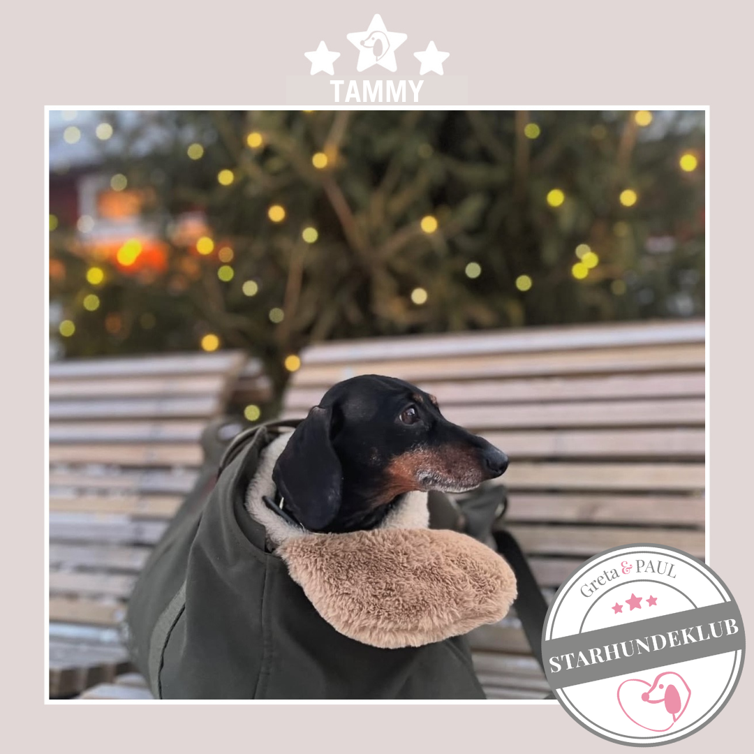 Starhundeklub-Mitglied Tammy sitzt in ihrer gemütlichen Canvas-Hundetasche von Greta & PAUL.