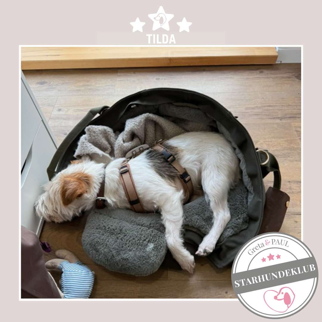 Starhundeklub-Mitglied liegt in ihrer gemütlichen Canvas-Hundetasche von Greta & PAUL.