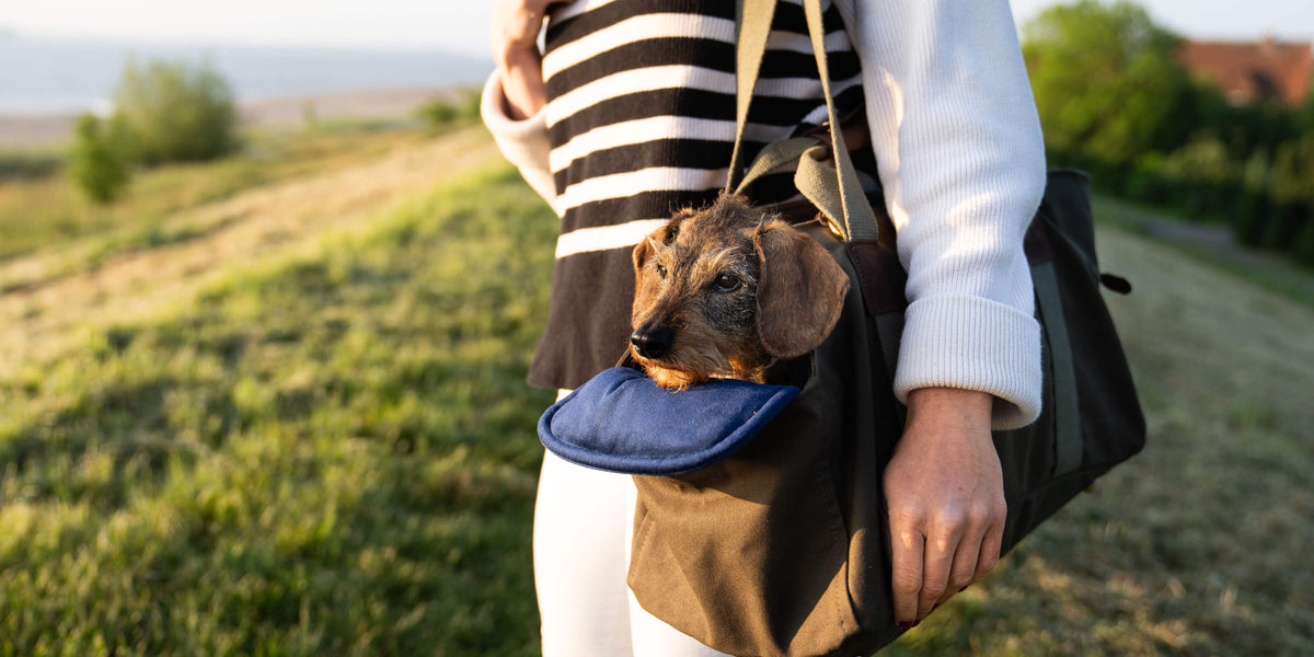 Unsere Angebote: Glückliche Dackeldame Gretchen in handgefertigter Greta & PAUL Premium Hundetasche beim Spaziergang in der Natur.