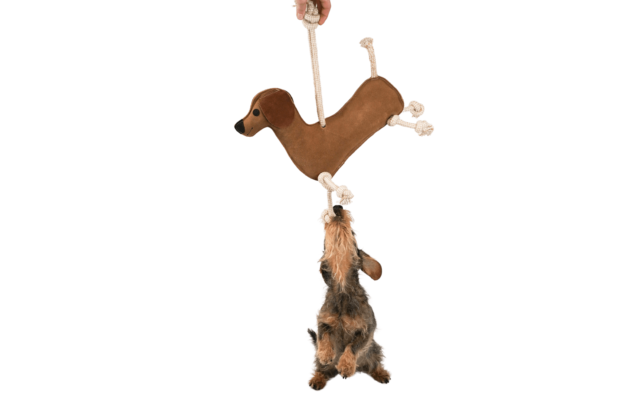 Gretchen spielt Zerrspiele mit dem robusten Leder-Spielzeugdackel 'Paule'.