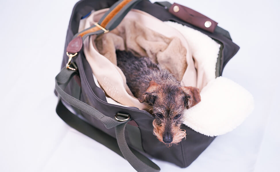 Greta & PAUL Premium-Hundetasche mit Wende-Säckchen, in der die Dackeldame Greta sitzt.