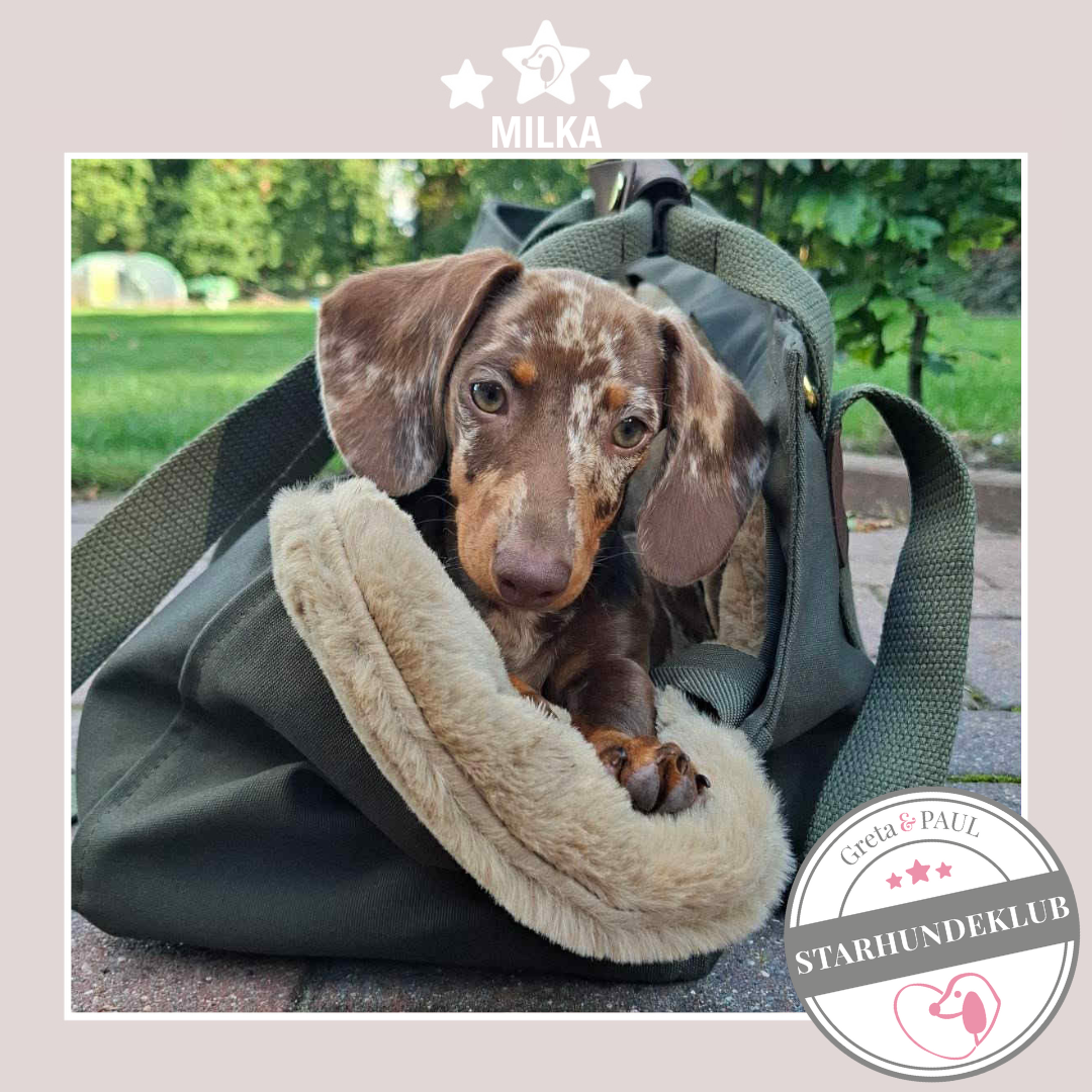 Starhundeklub-Mitglied Milka in der handgefertigten Greta & PAUL Hundetasche mit Flausch-Inlay.