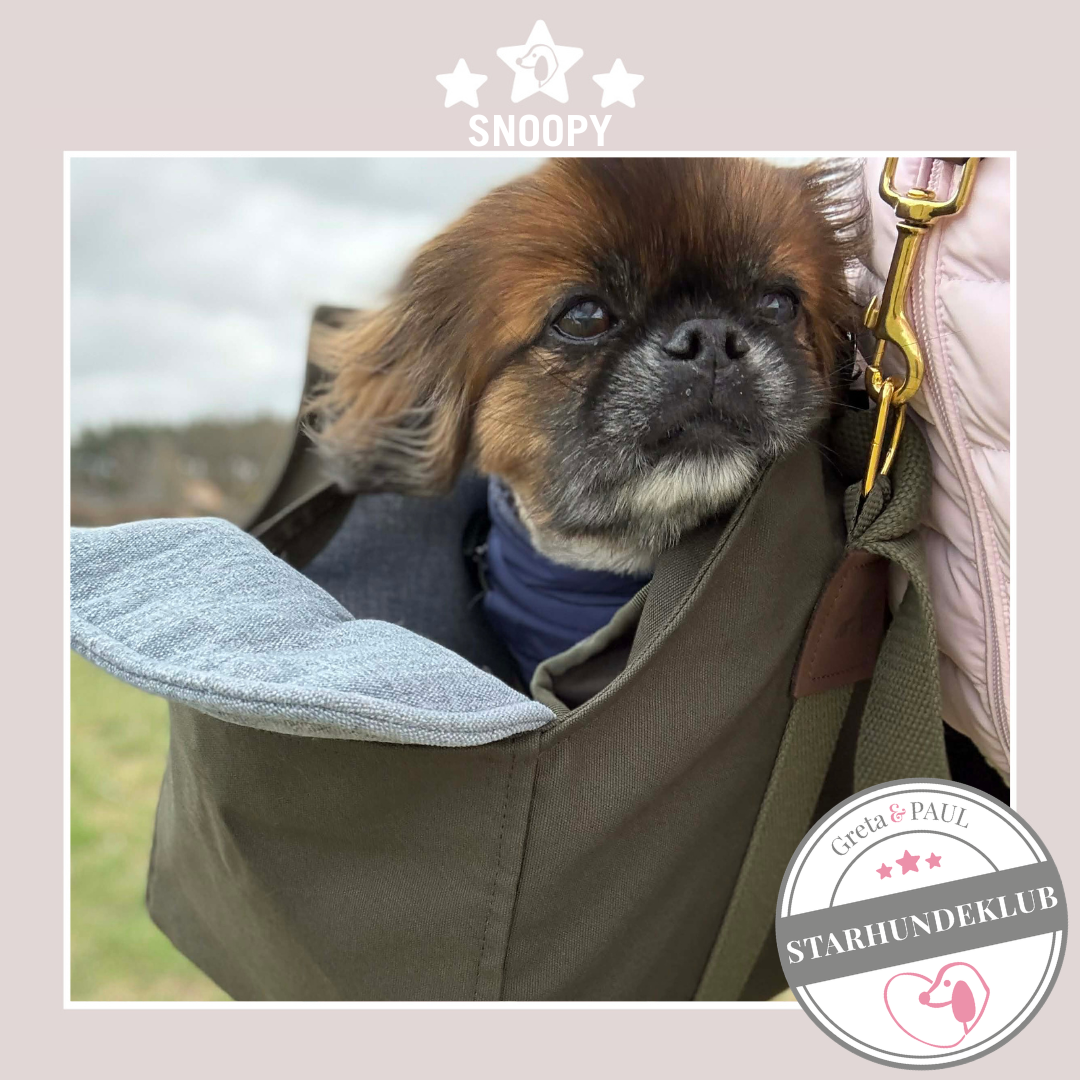 Starhundeklub-Mitglied Snoopy sitzt in seiner handgefertigten Greta & PAUL Premium Hundetasche mit Leinen Inlay.