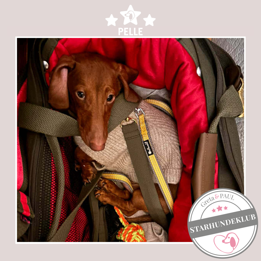 Starhundeklub-Mitglied Pelle liegt entspannt in ihrer handgefertigten Greta & PAUL Hundetasche mit Samt-Inlay.