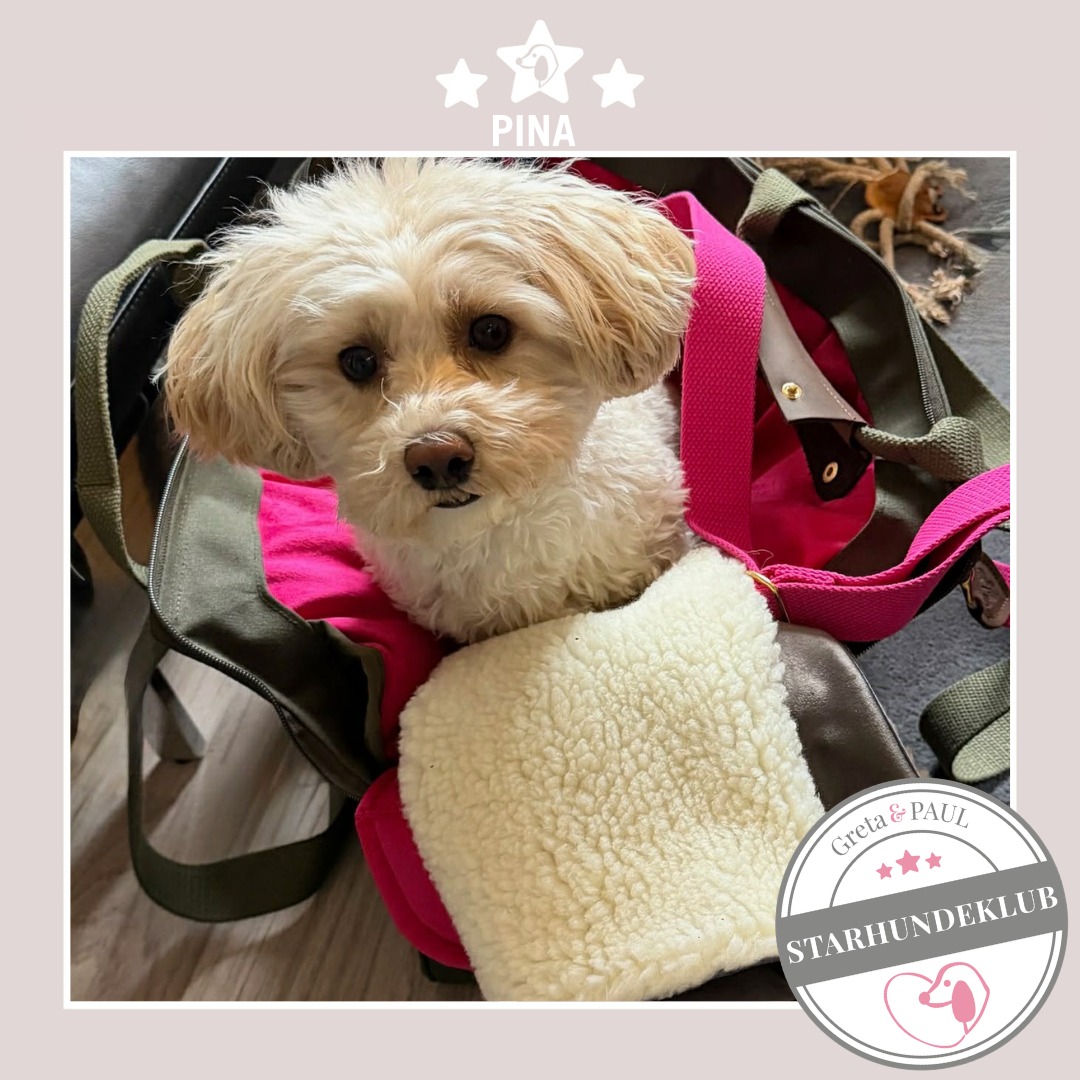 Starhundeklub-Mitglied Pina liegt in ihrer handgefertigten Greta & PAUL Canva Hundetasche.