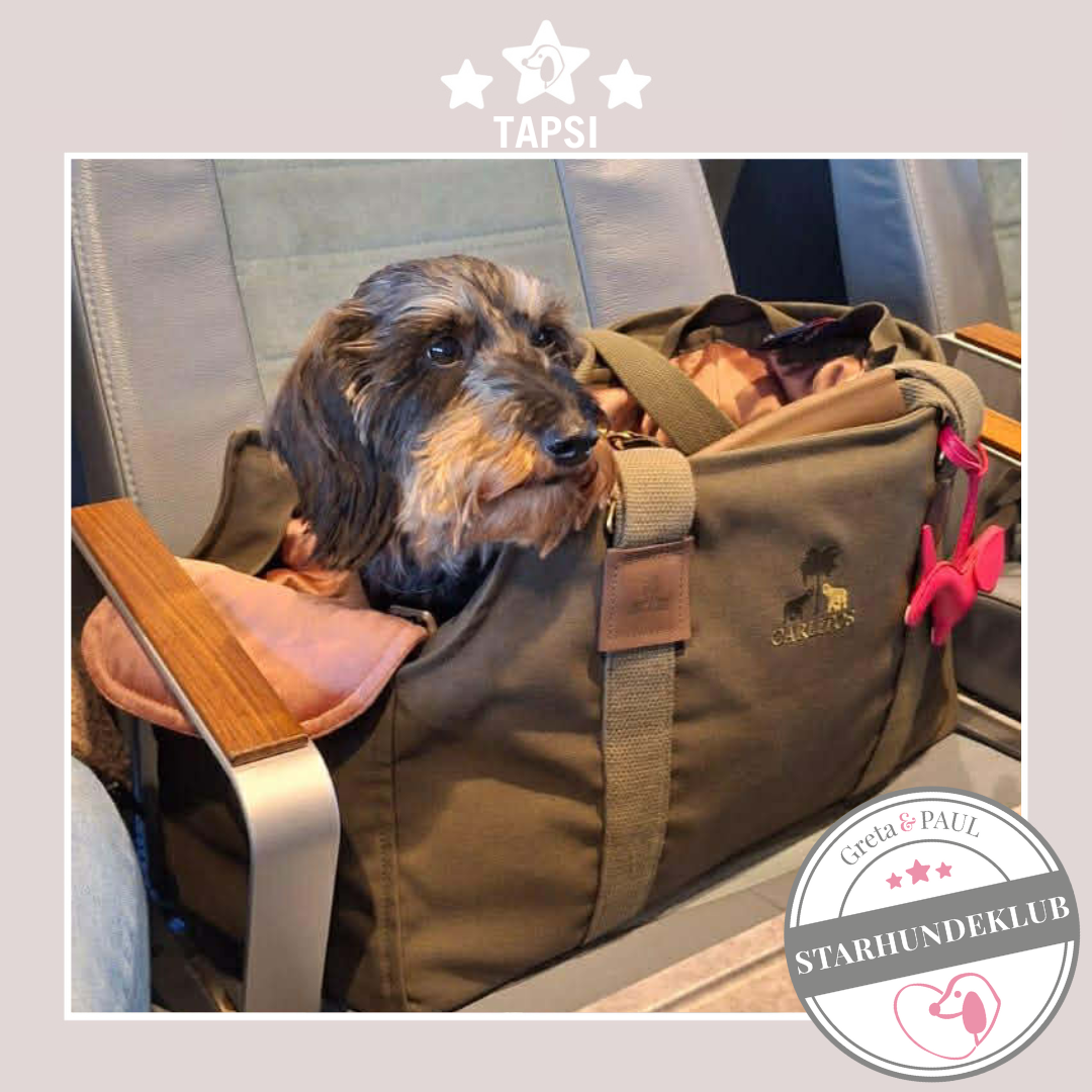 Starhundeklub-Mitglied Tapsi sitzt in ihrer handgefertigten Greta & PAUL Hundetasche mit Samt-Inlay.