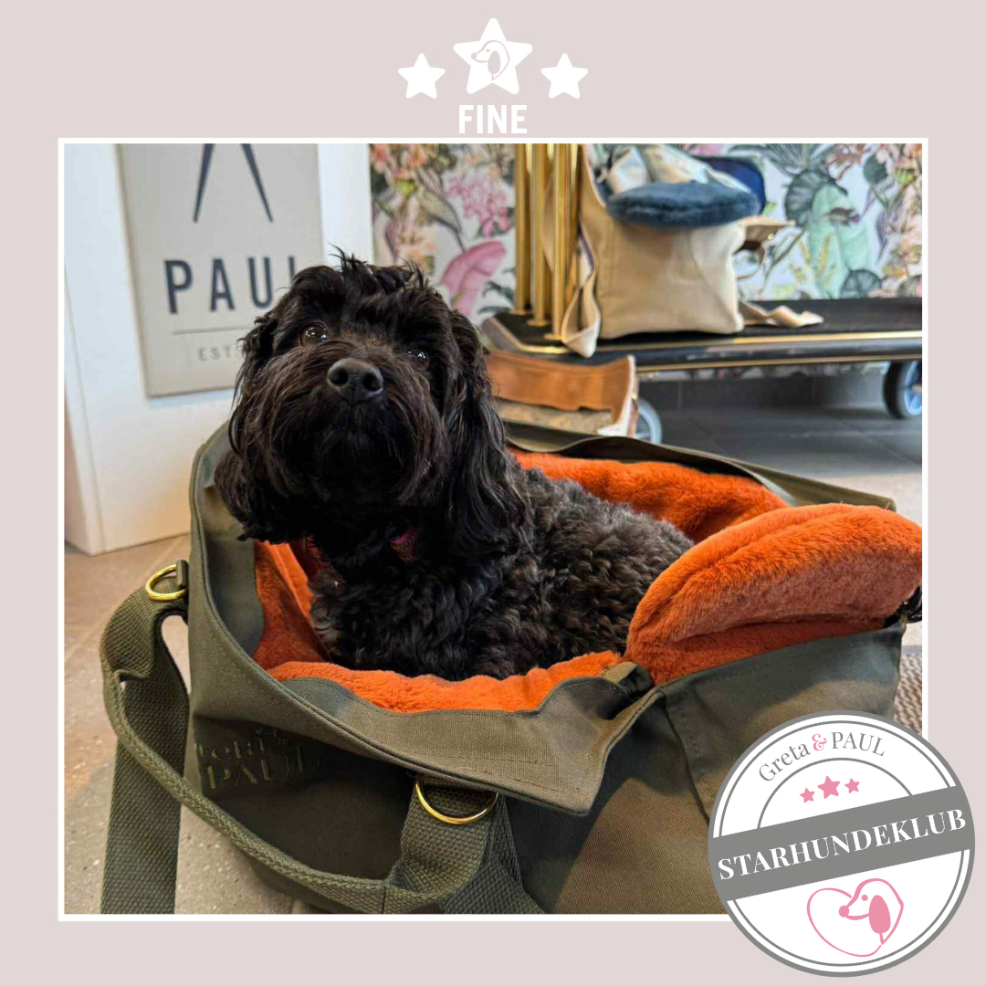 Schwarzer Pudelmix Fine in khakifarbenen Greta & PAUL Hundetasche mit orangefarbenem Teddyfell.
